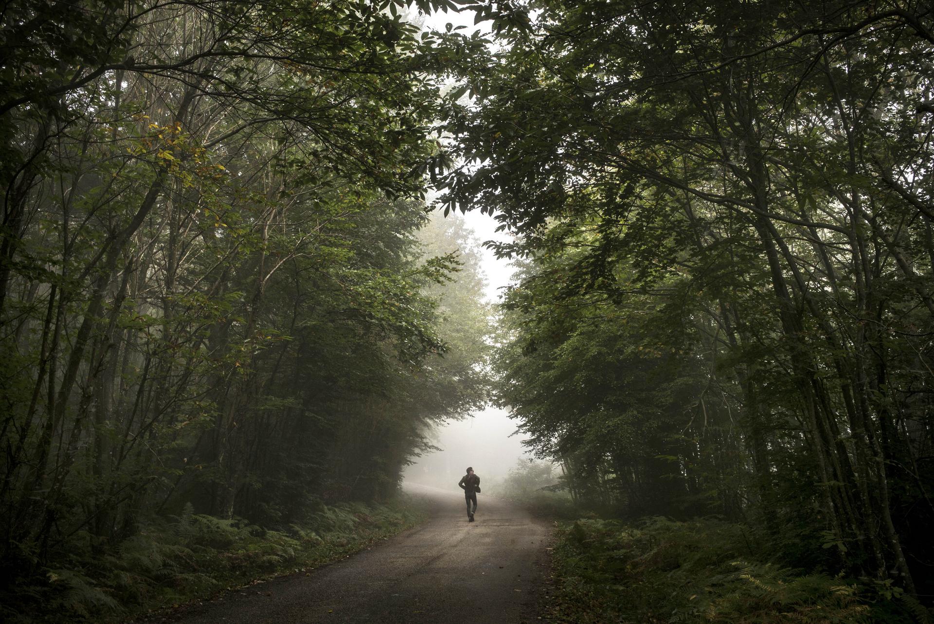 Forests are an irreplaceable part of sustainable development.Photo: AFP