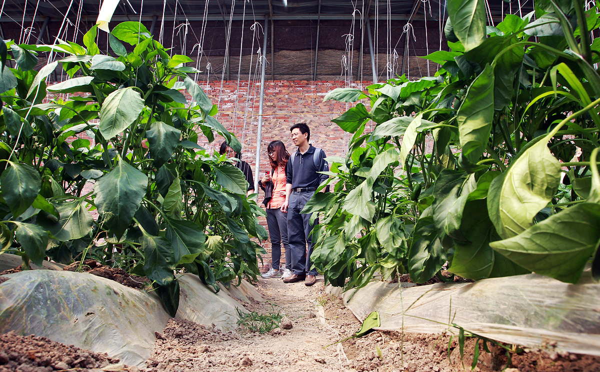 An organic farm in Tianjin. Photo: Simon Song
