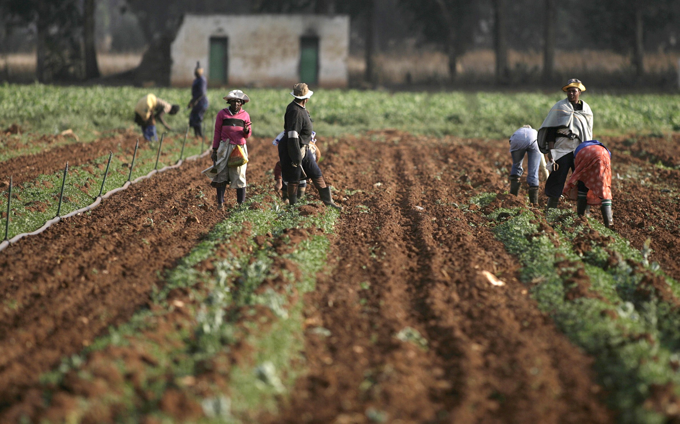 African governments are creating programmes to help entrepreneurs in the agribusiness supply chain grow. Photo: Reuters