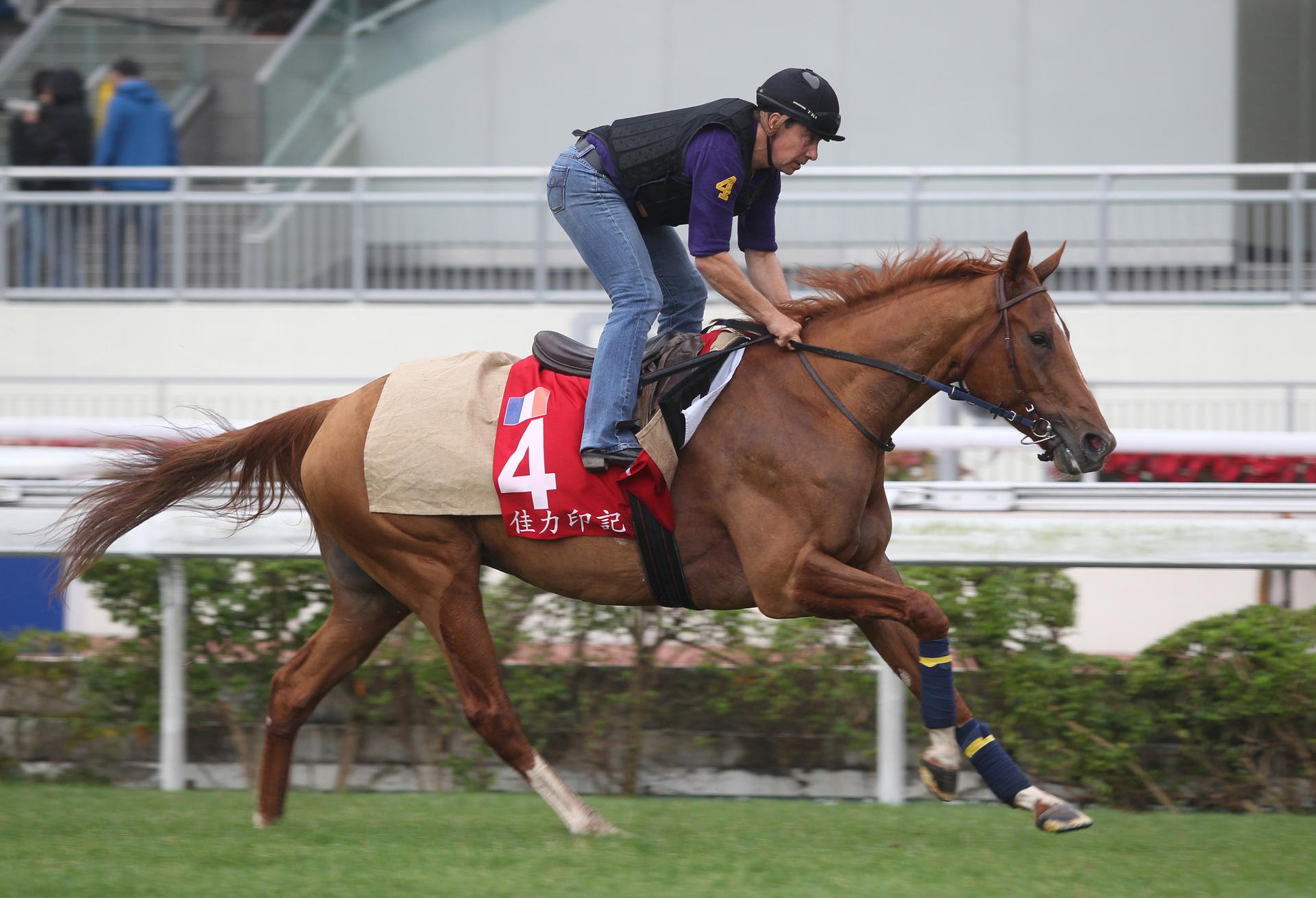 Gailo Chop's trackwork has been exemplary as he flies the French flag in the Hong Kong Cup. Photos: Kenneth Chan