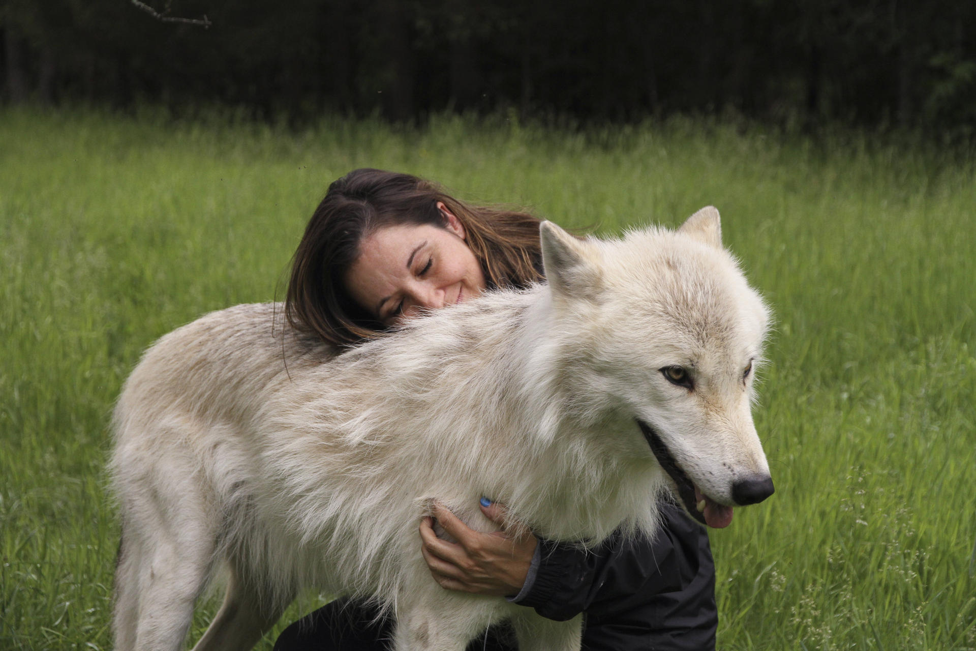 Белые волки песня. Человек и волк Гармония. Театр белого волка. The Wolf Hunters солистка. Human hug Wolf.