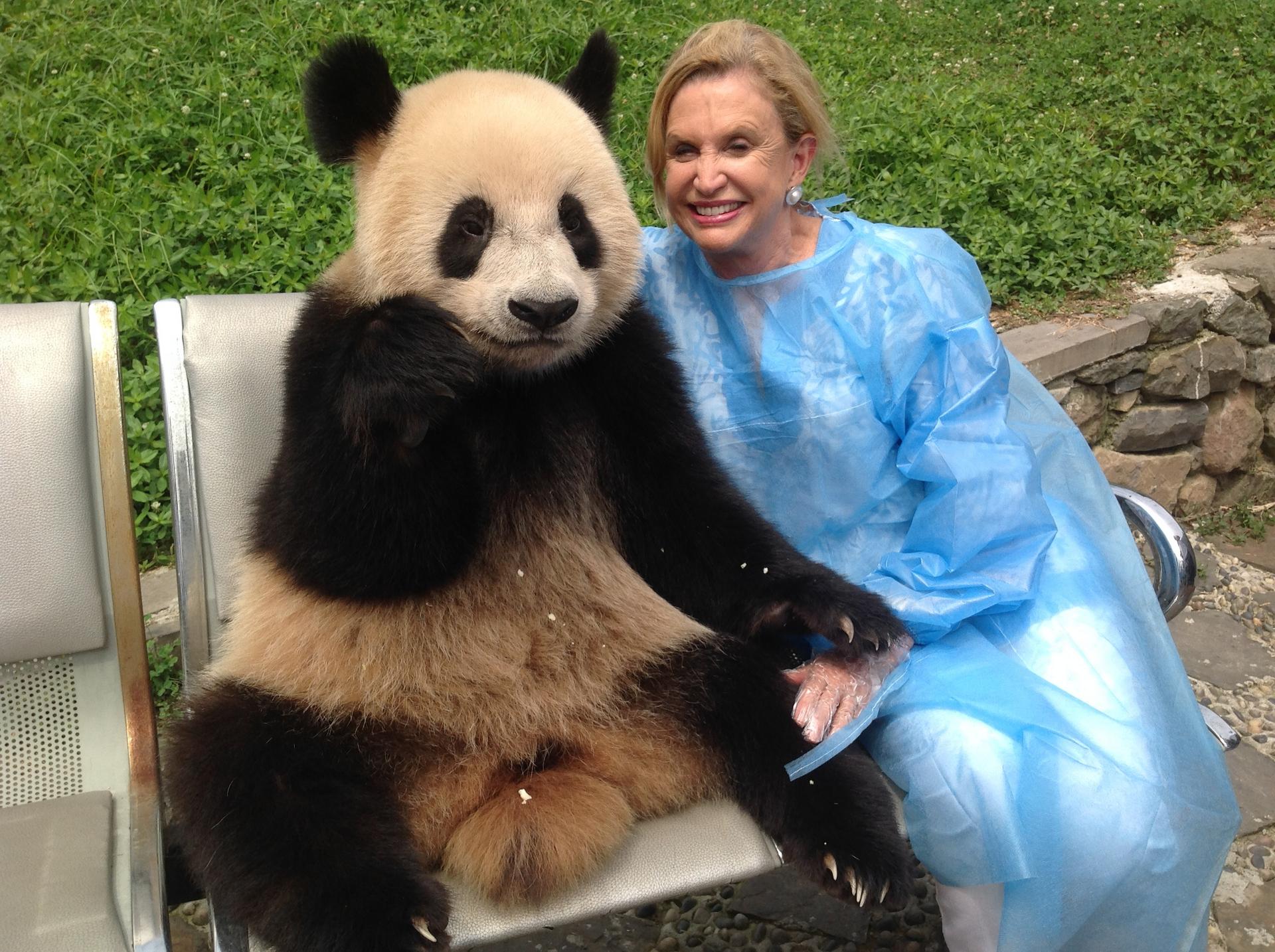 Congresswoman Carolyn Maloney with a giant panda, in Sichuan.