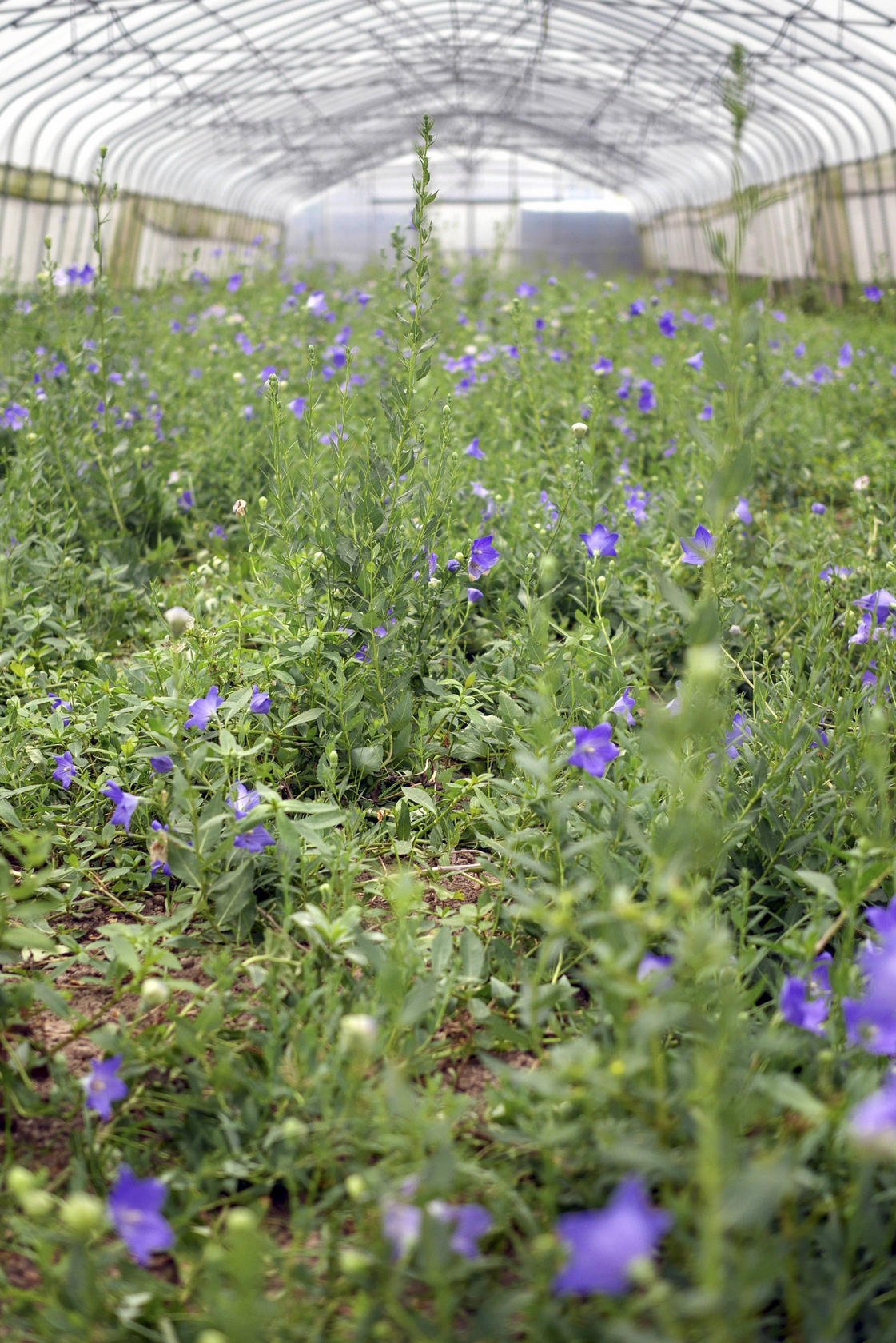 The BIOFarm in Shanghai. Photos: Casey Hall; AFP