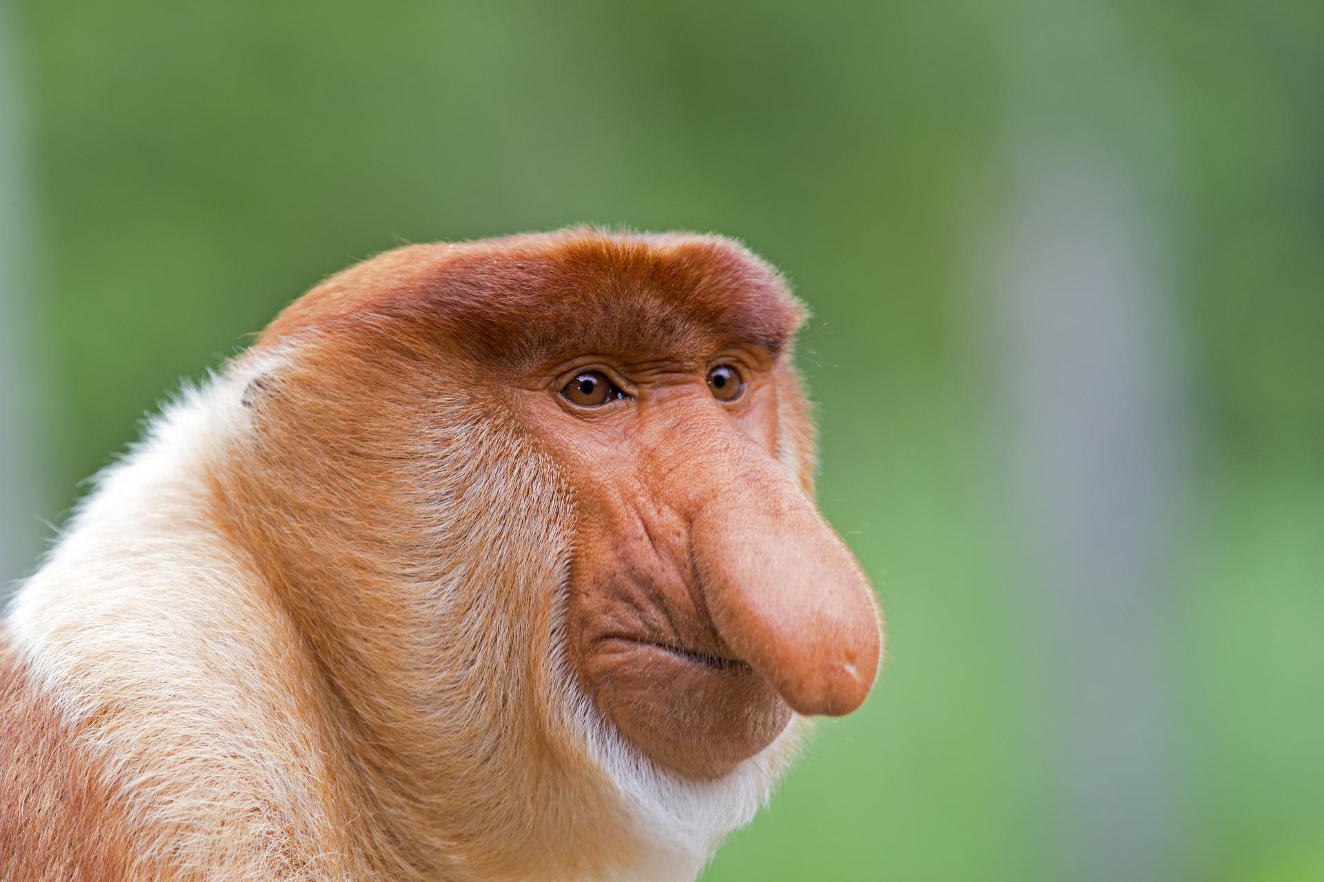 A male proboscis monkey. Photos: Corbis.