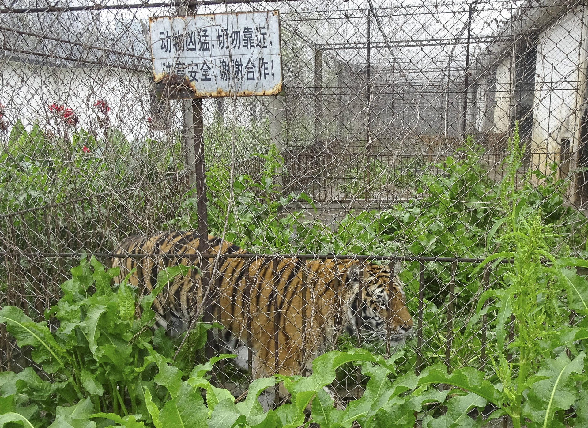 A tiger in a solitary enclosure at the Xiongsen Bear and Tiger Mountain Village, in Guilin. Photos: George Knowles