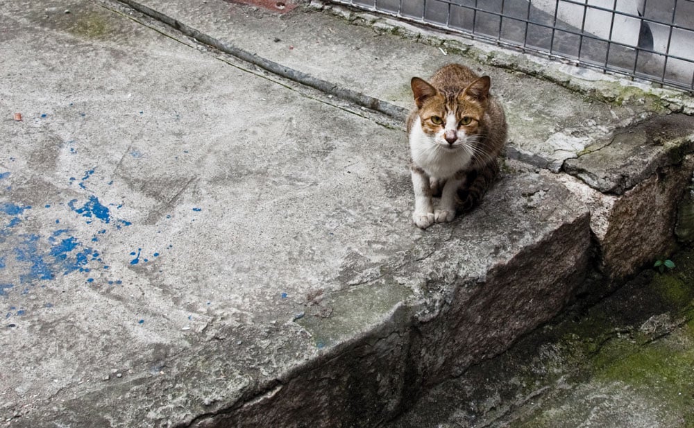 Stray Cat Blues | South China Morning Post