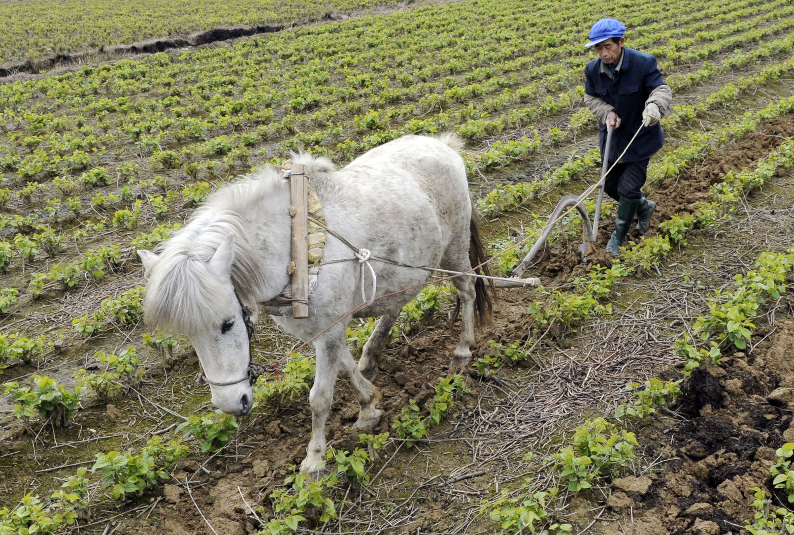 Long-awaited proposals for the reform and modernisation of agriculture in China are due to be discussed by policy officials next week. Photo: Xinhua
