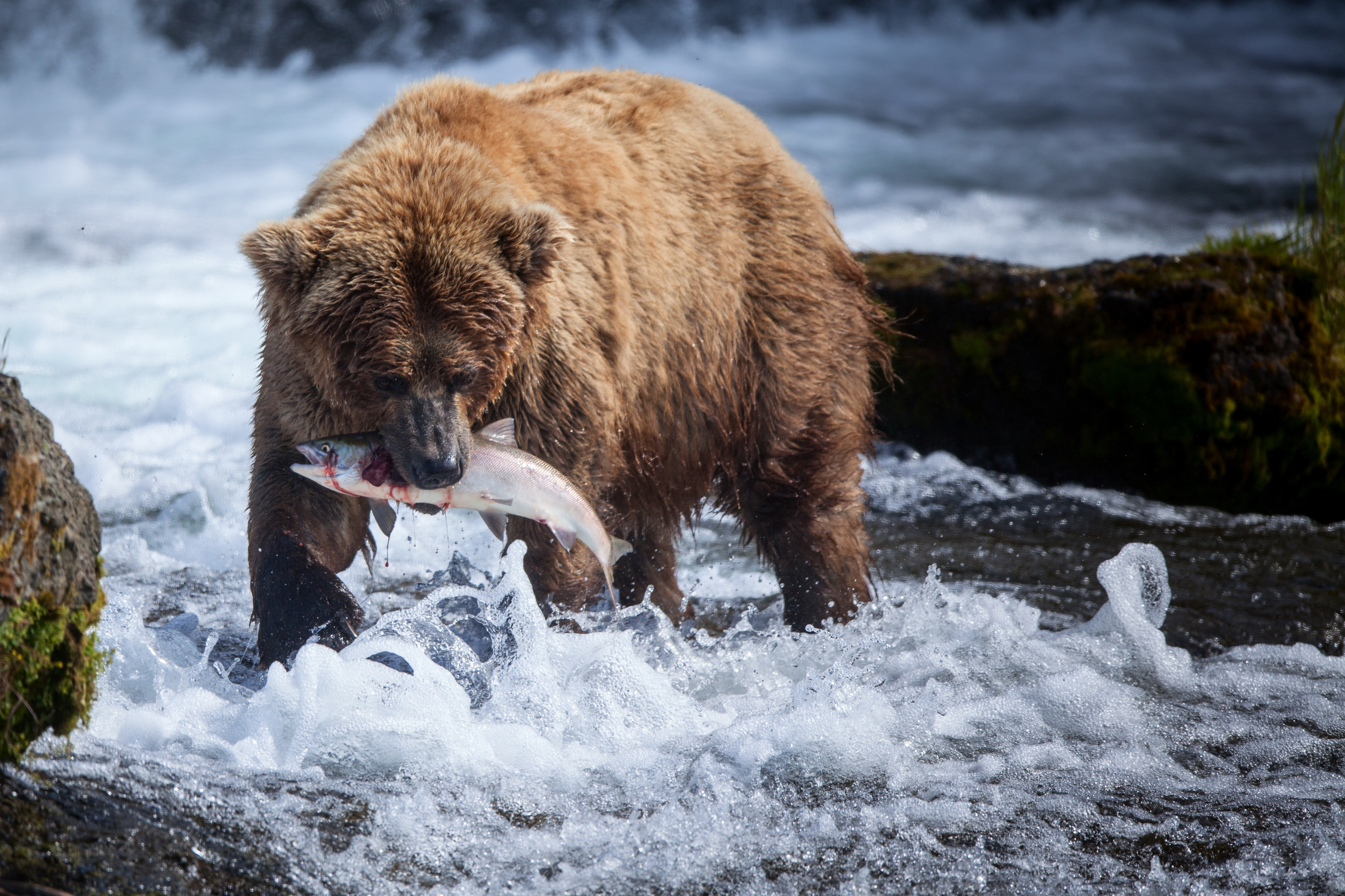 A bear catches a salmon in Brooks Falls in Alaska. Photo: Shutterstock

