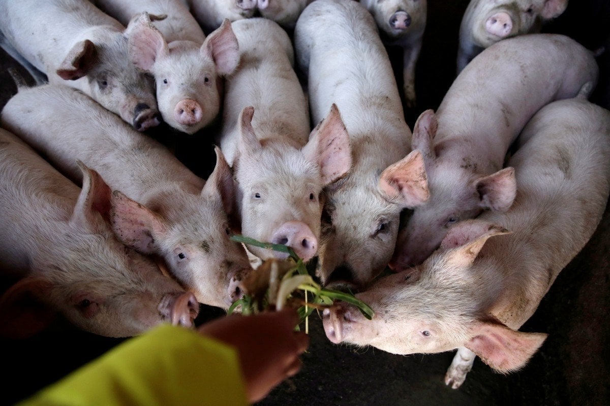 WH Group, the world's largest pork processor, soared in Hong Kong after posting strong results for the first nine months of the year. Photo: Reuters 