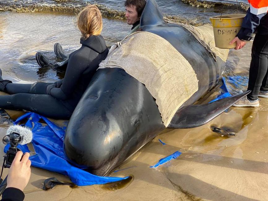 Explainer: Why do whales beach themselves? It's an enduring mystery - YP |  South China Morning Post