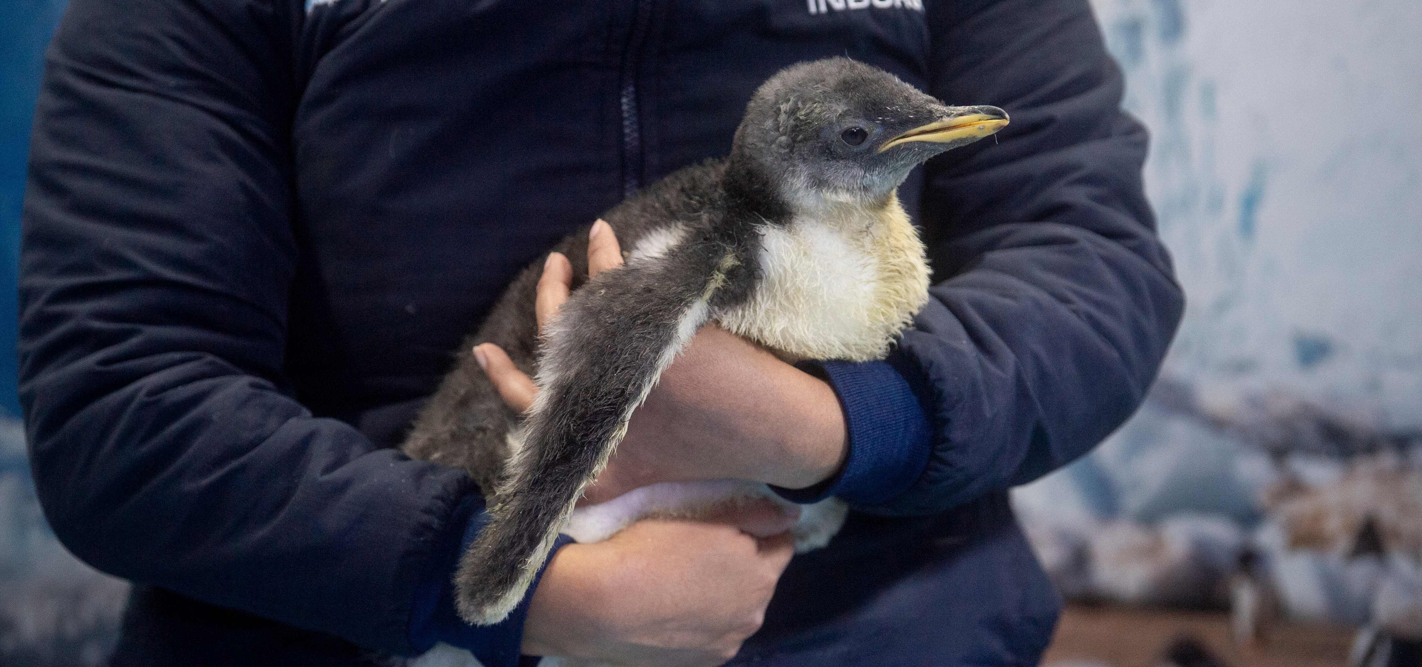 Meet Mexico’s first ‘homegrown’ Gentoo penguin (Pygoscelis papua), Alex. Photo: AFP