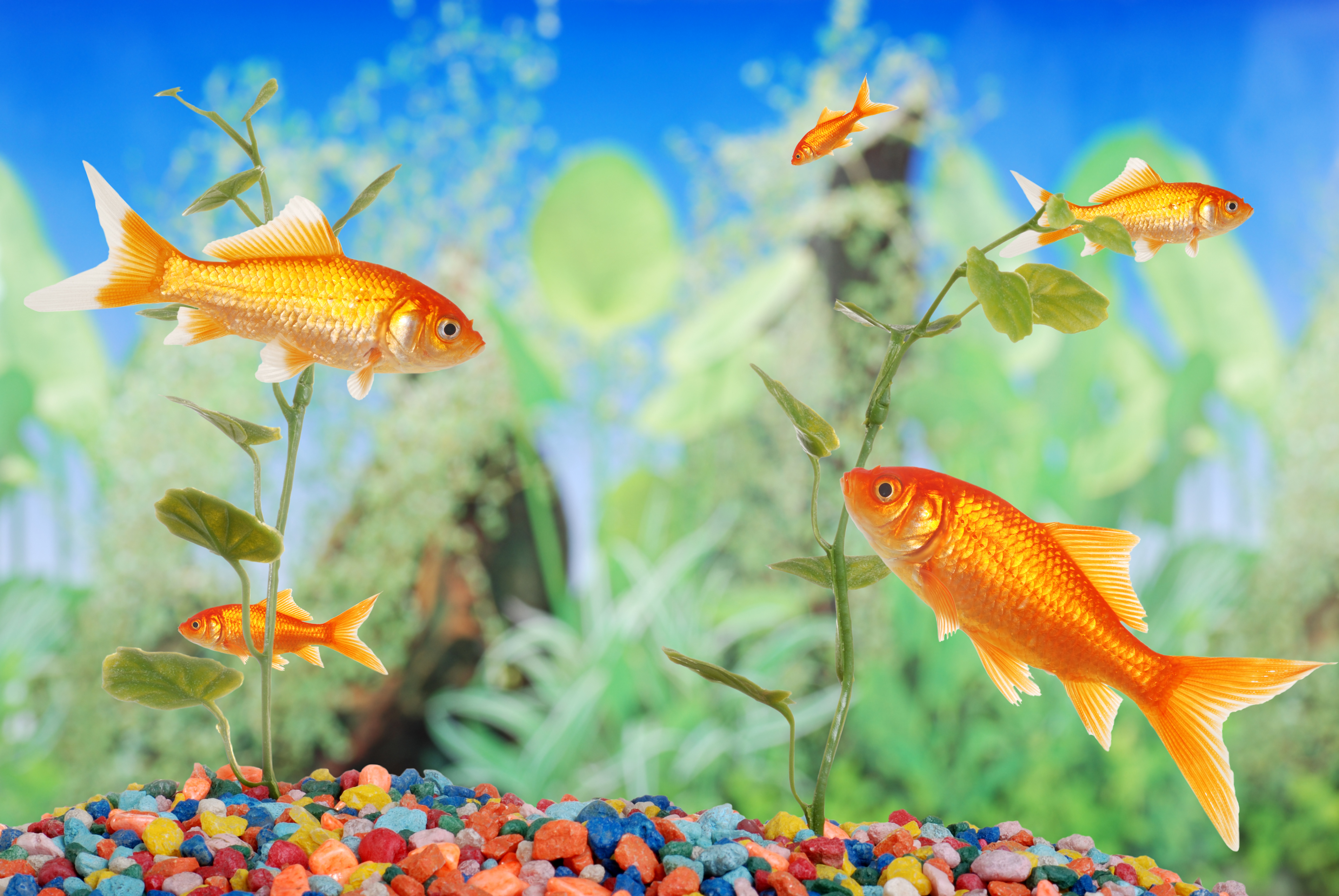 Is my pet fish happy? 6 things they do and what they mean - YP