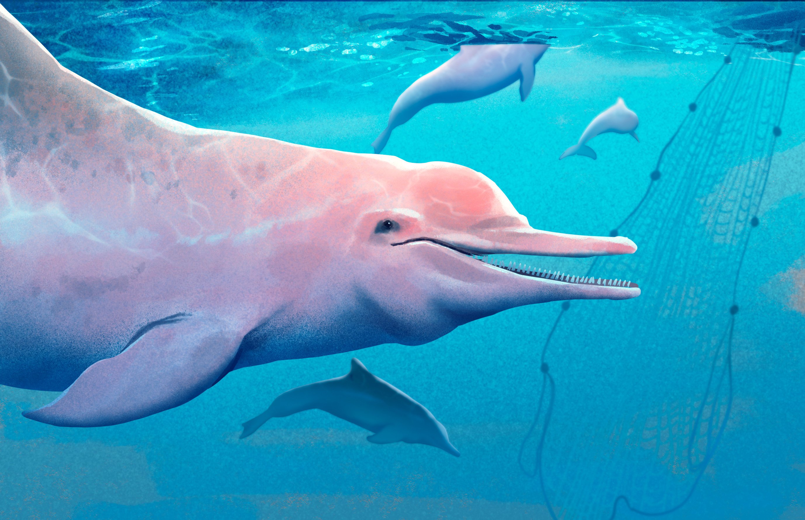 Death stranding: why dolphins, porpoises and whales wash ashore in Hong Kong