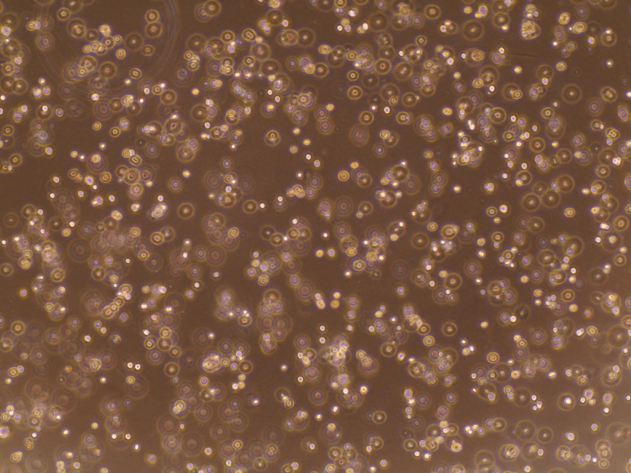 Inside a bioreactor, a small number of starting fish cells are nurtured in a sterile, controlled environment with nutrient-rich, animal-component-free formula. These cells double in one and a half days, growing into an exponentially larger number of fish cells in a few weeks.