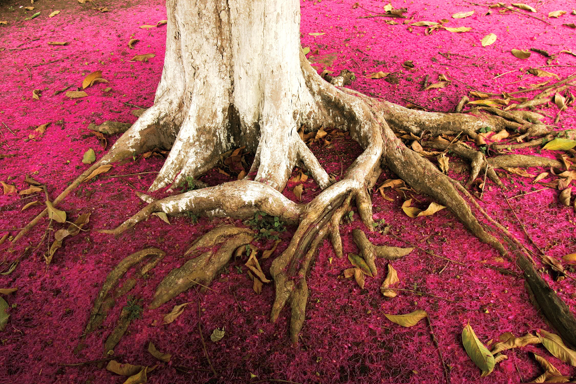 Magenta flowers surround the base of a Jambo tree in Belterra, Pará, Brazil. Photo: Daniel Beltrá