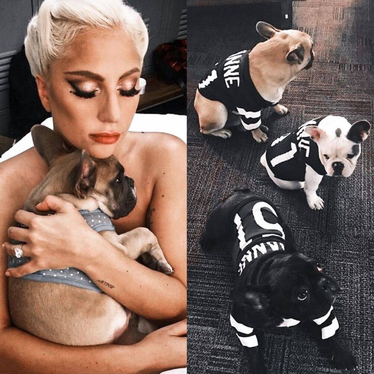 Lady Gaga with her beloved French bulldogs. Photo: @gagasfave/ Instagram