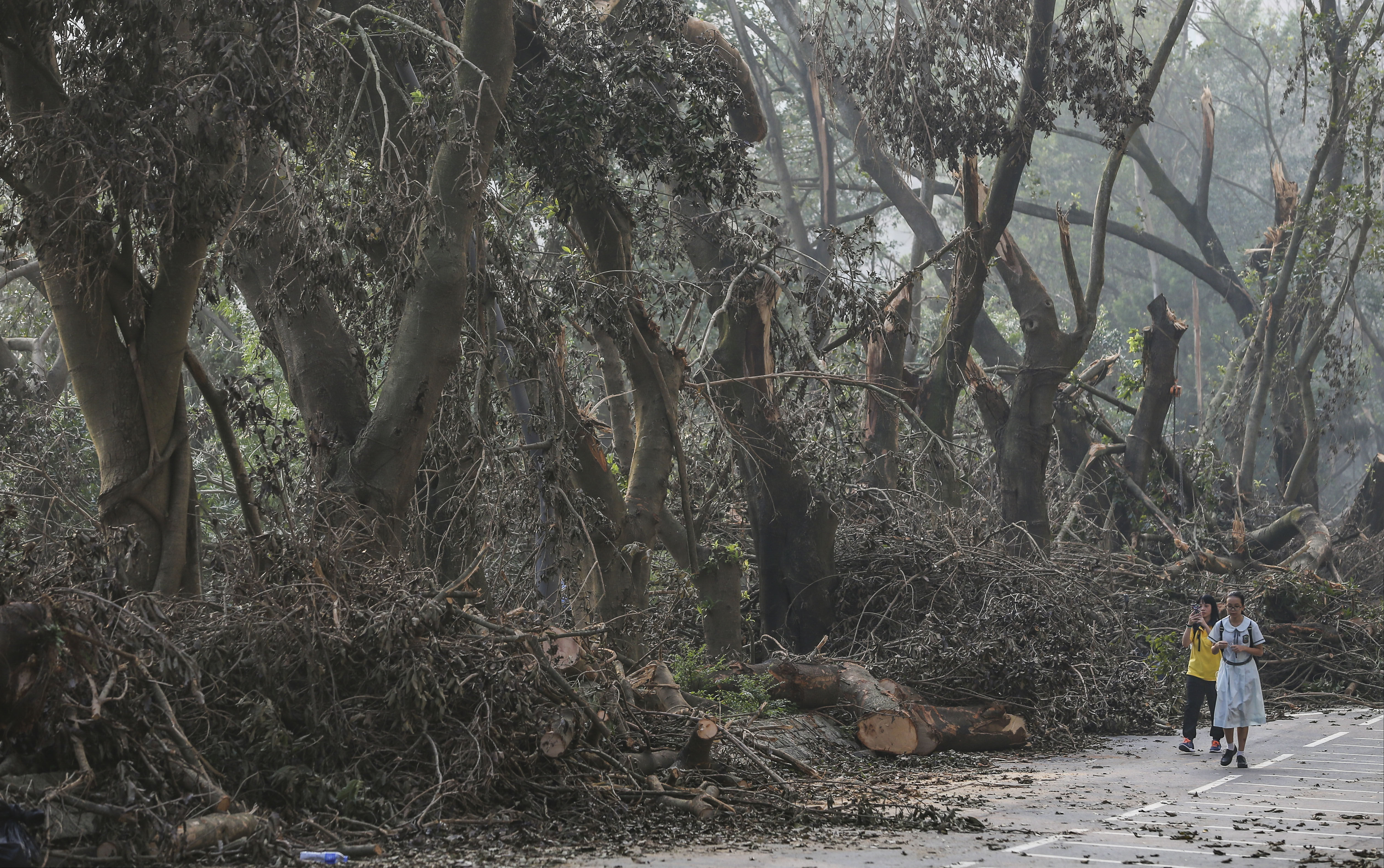 Students walk past damaged trees in Sheung Shui after Typhoon Mangkhut hit Hong Kong on September 16, 2018. Extreme weather events are one of the consequences of climate change. Photo: Sam Tsang