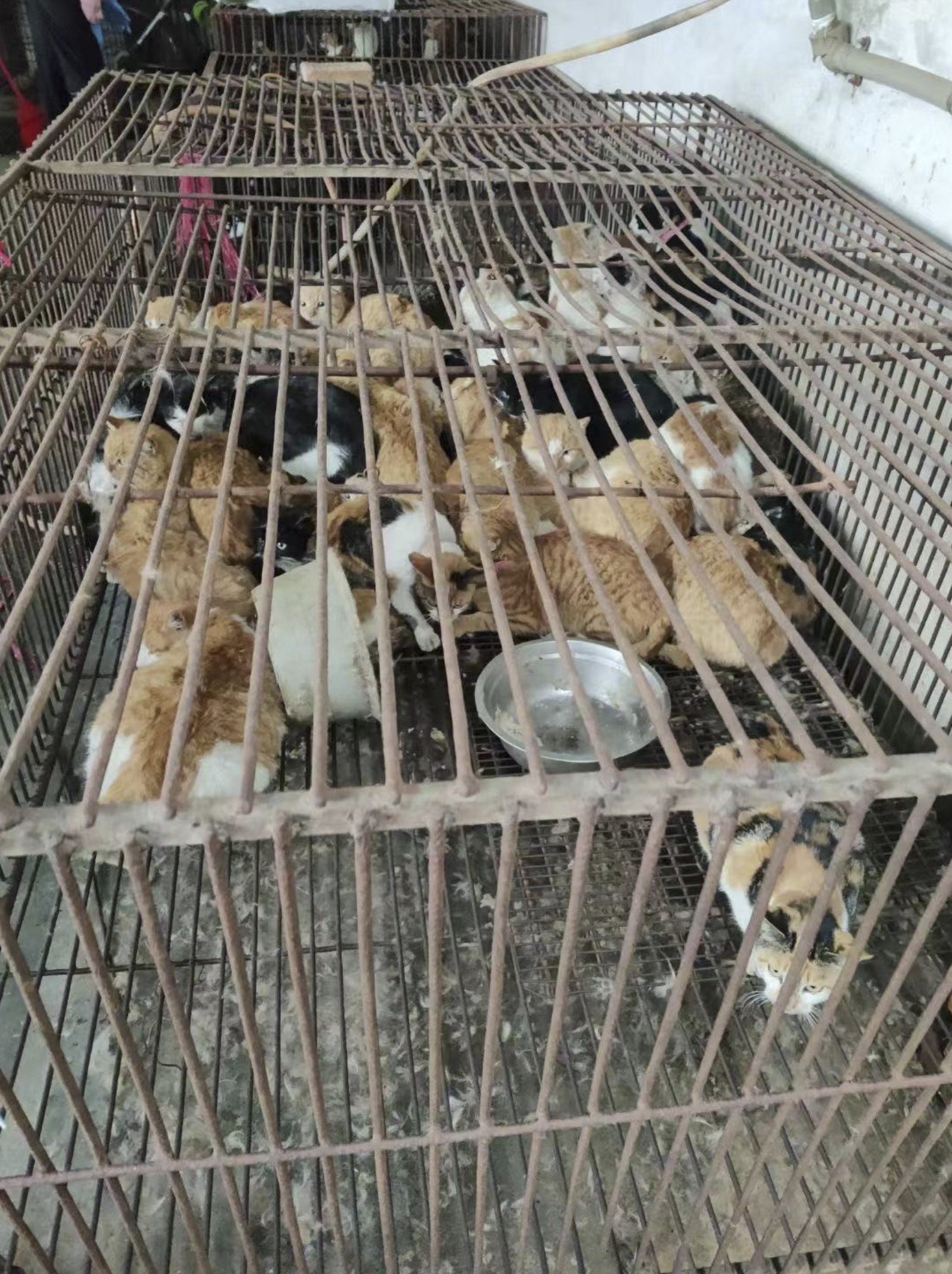 Authorities found hundreds of animals in filthy conditions. Photo: Handout