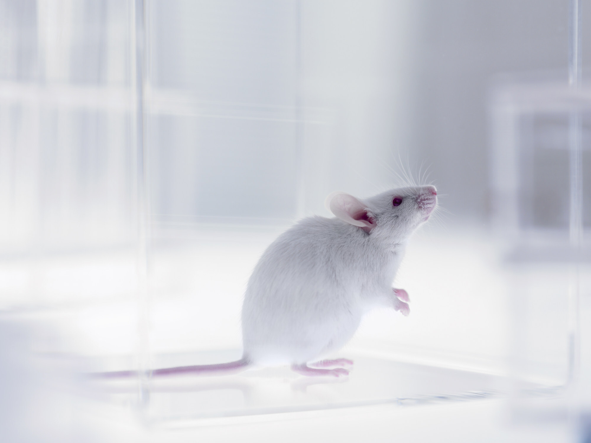 Mice fetuses were used in the experiments. Photo: Getty Images