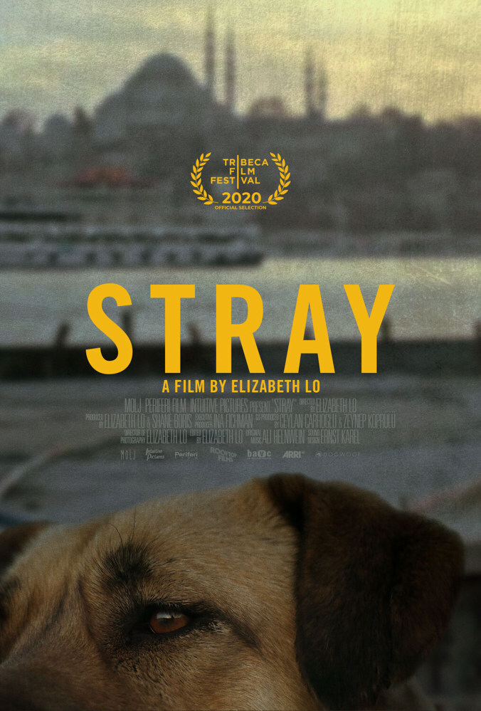 Stray, movie about dogs and Syrian refugees in Istanbul, and why Hong Kong filmmaker Elizabeth
