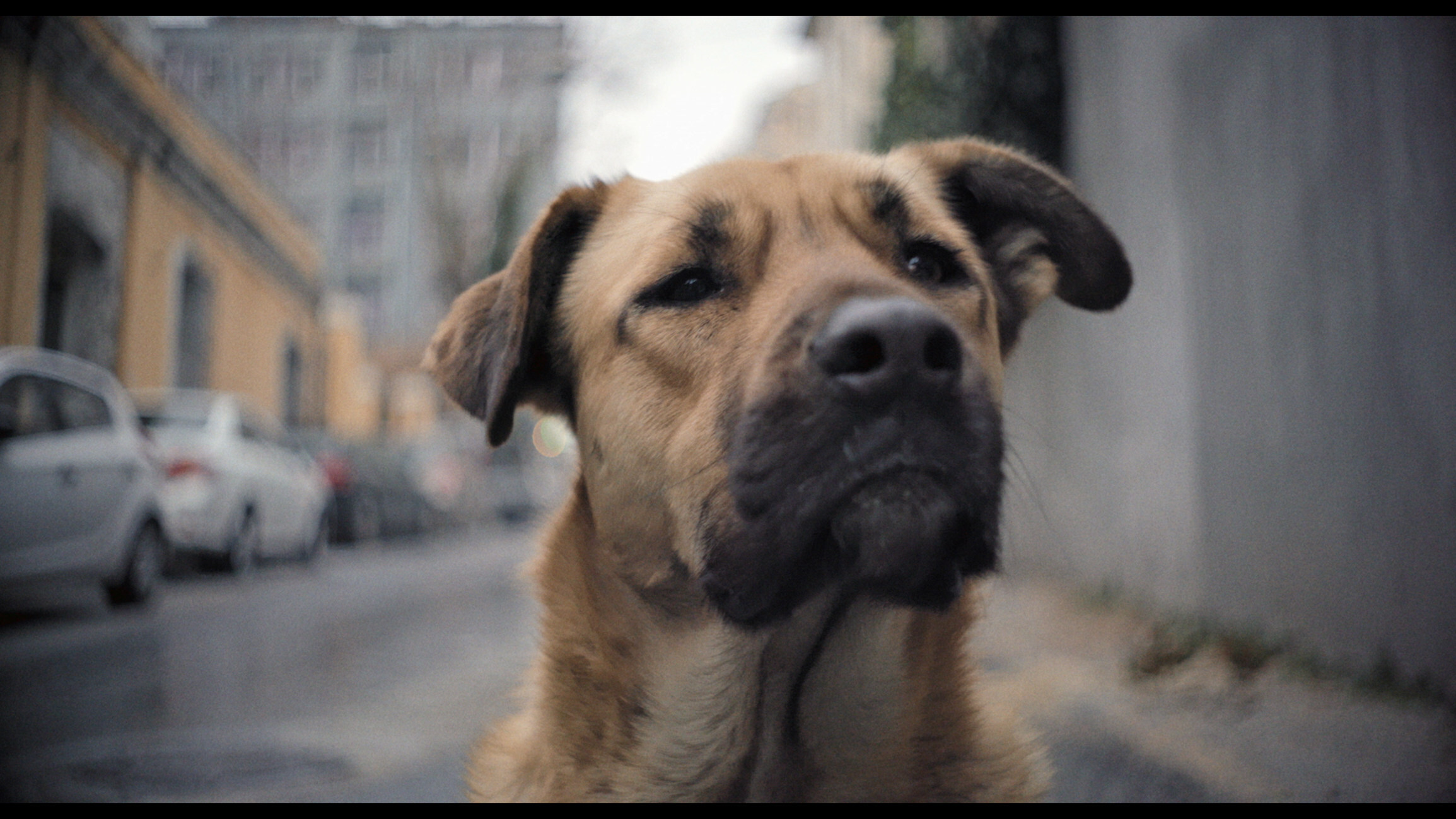 Screenshot from the documentary “Stray,” by filmmaker Elizabeth Lo, telling the story of Istanbul’s street dogs.&#xA;&#xA;[FEATURES]&#xA;&#xA;CREDIT: Stray