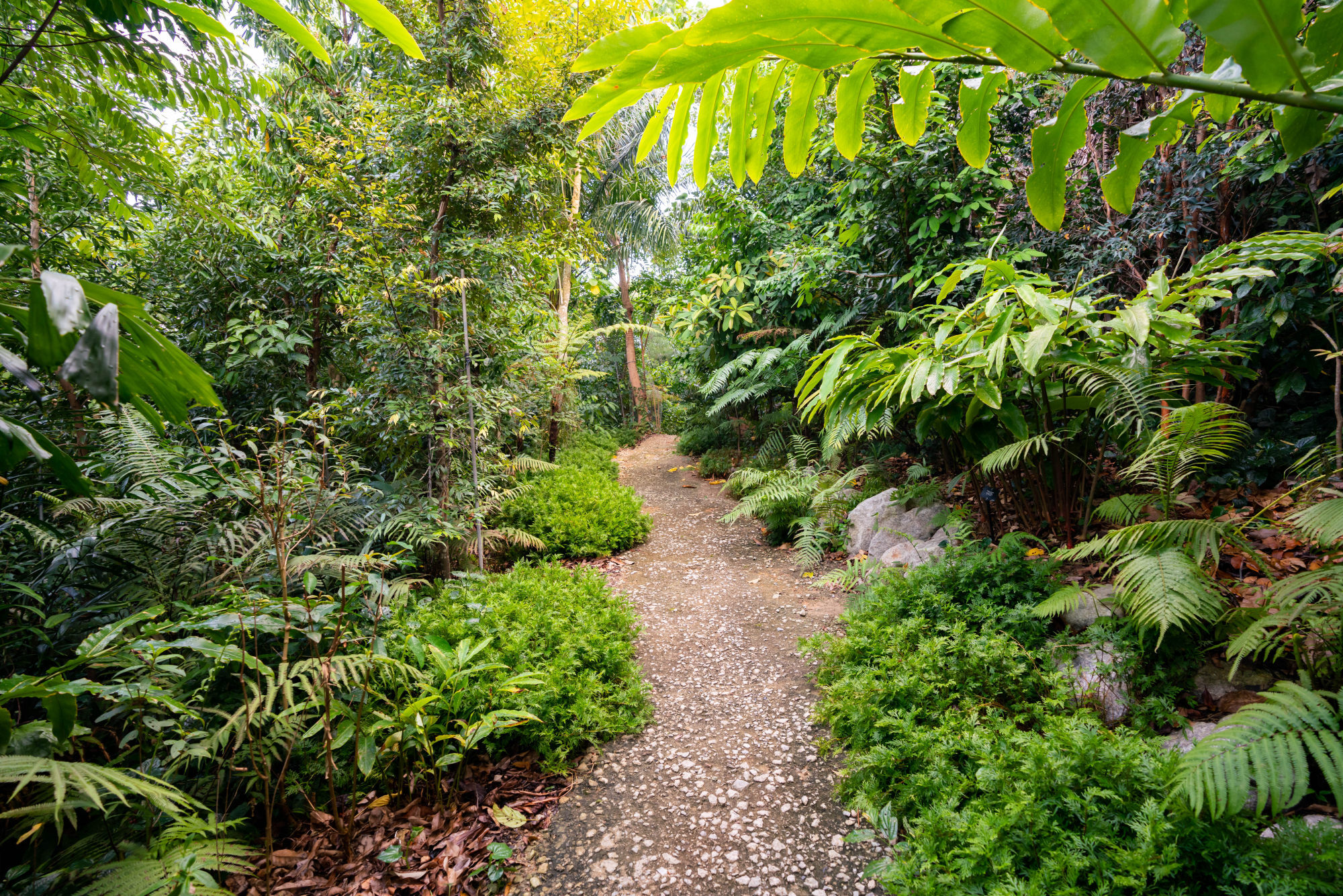 The Mingxin Foundation Rambler’s Ridge at the Singapore Botanic Gardens. Photo: National Parks Board, Singapore