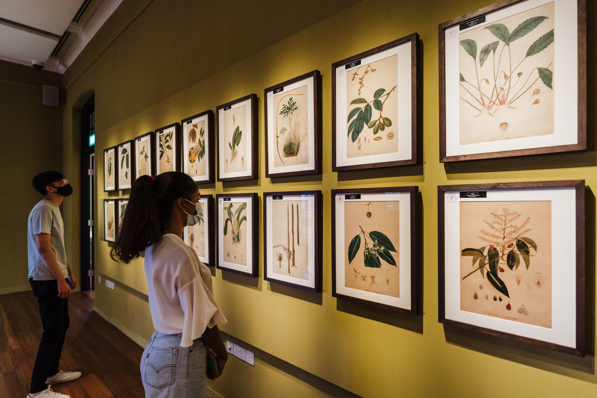 Visitors view works of art related to the study of plants at the Botanical Art Gallery. Photo: National Parks Board, Singapore