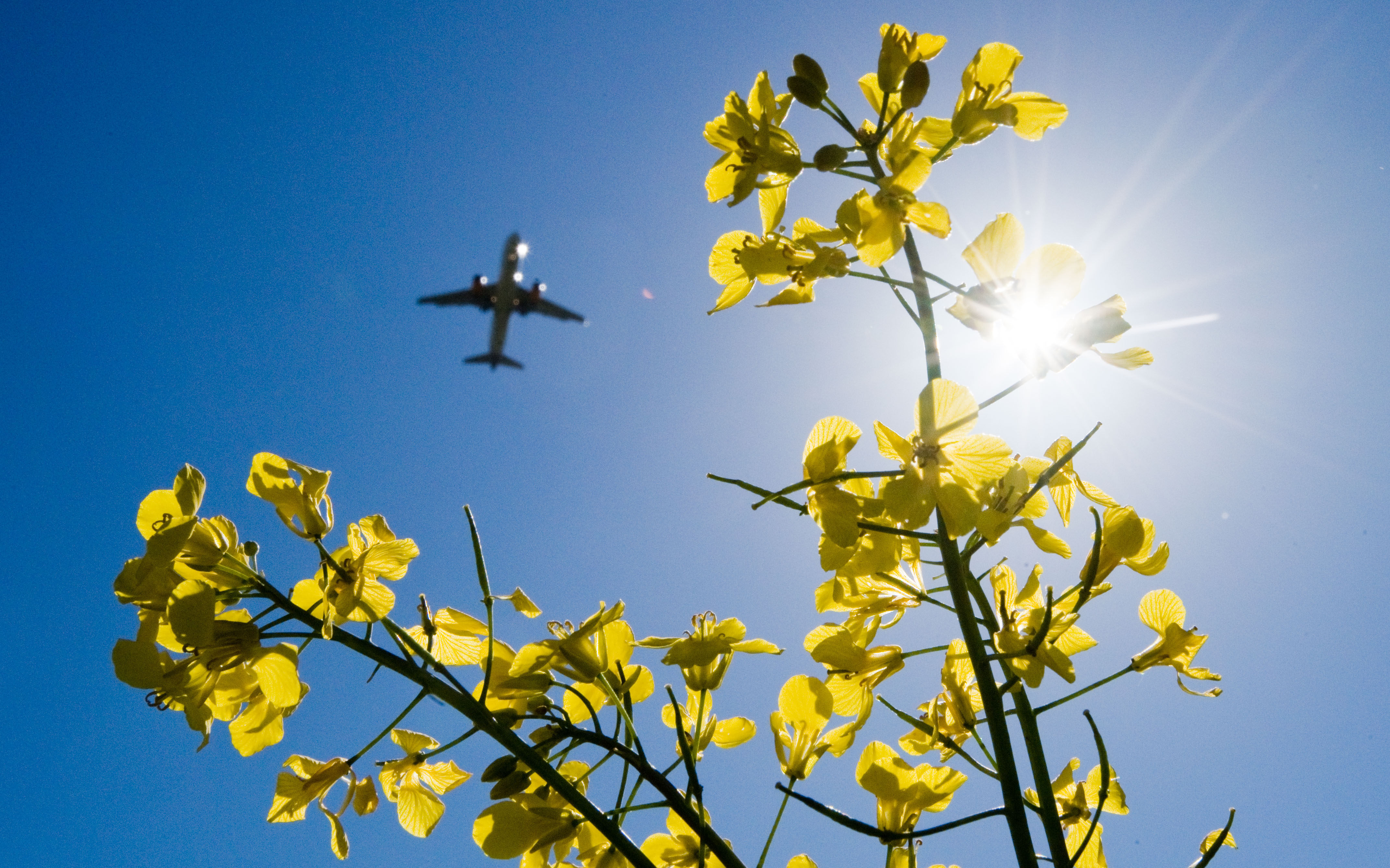 Sustainable aviation fuels (SAFs), derived from biological or synthetic feedstocks, offer a solution for a world hooked on air travel but imperilled by climate breakdown. Photo: Picture Alliance via Getty Images