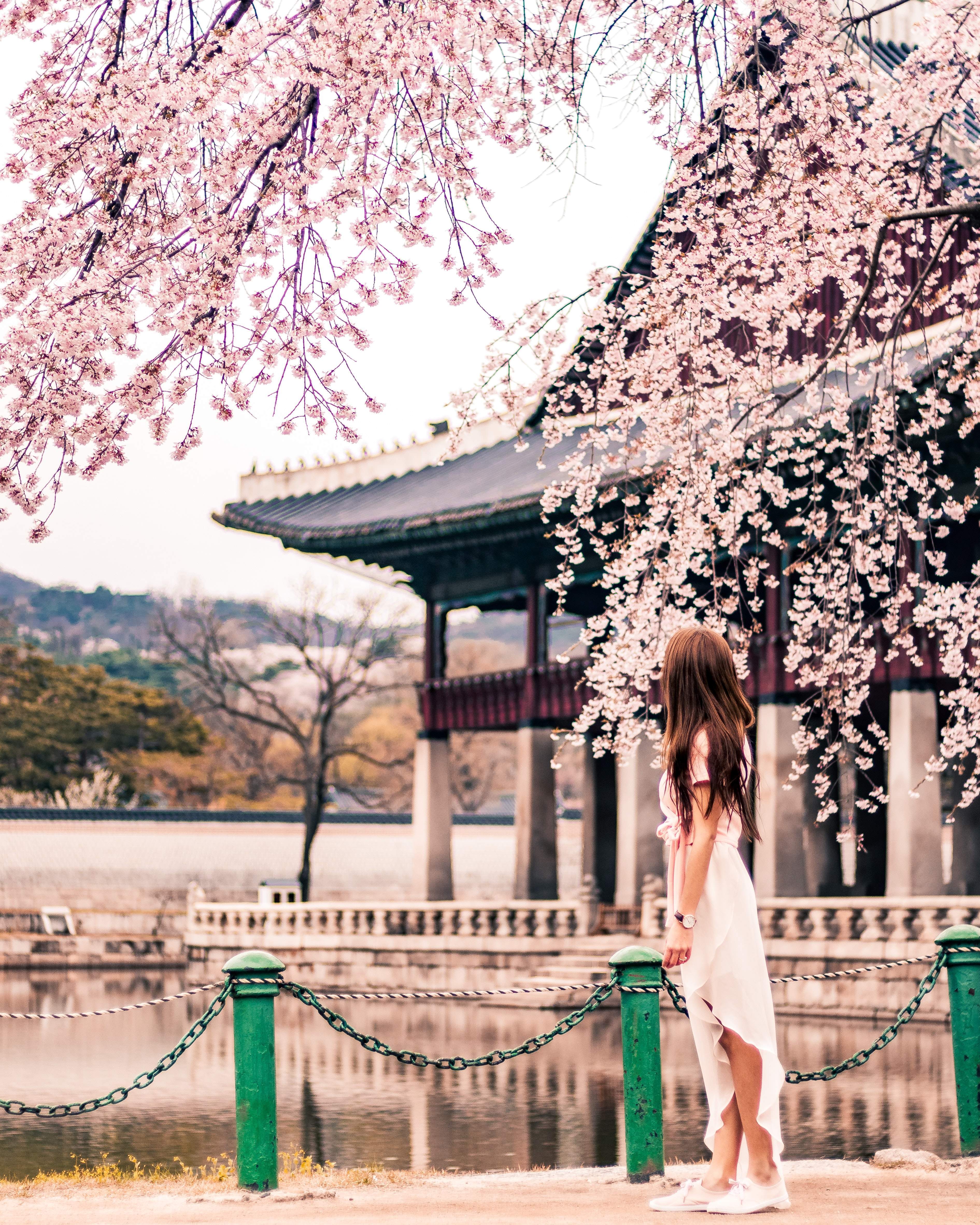 Cherry blossoms in Seoul, one of many places across Asia famous for its springtime colour. Photo: Pexels