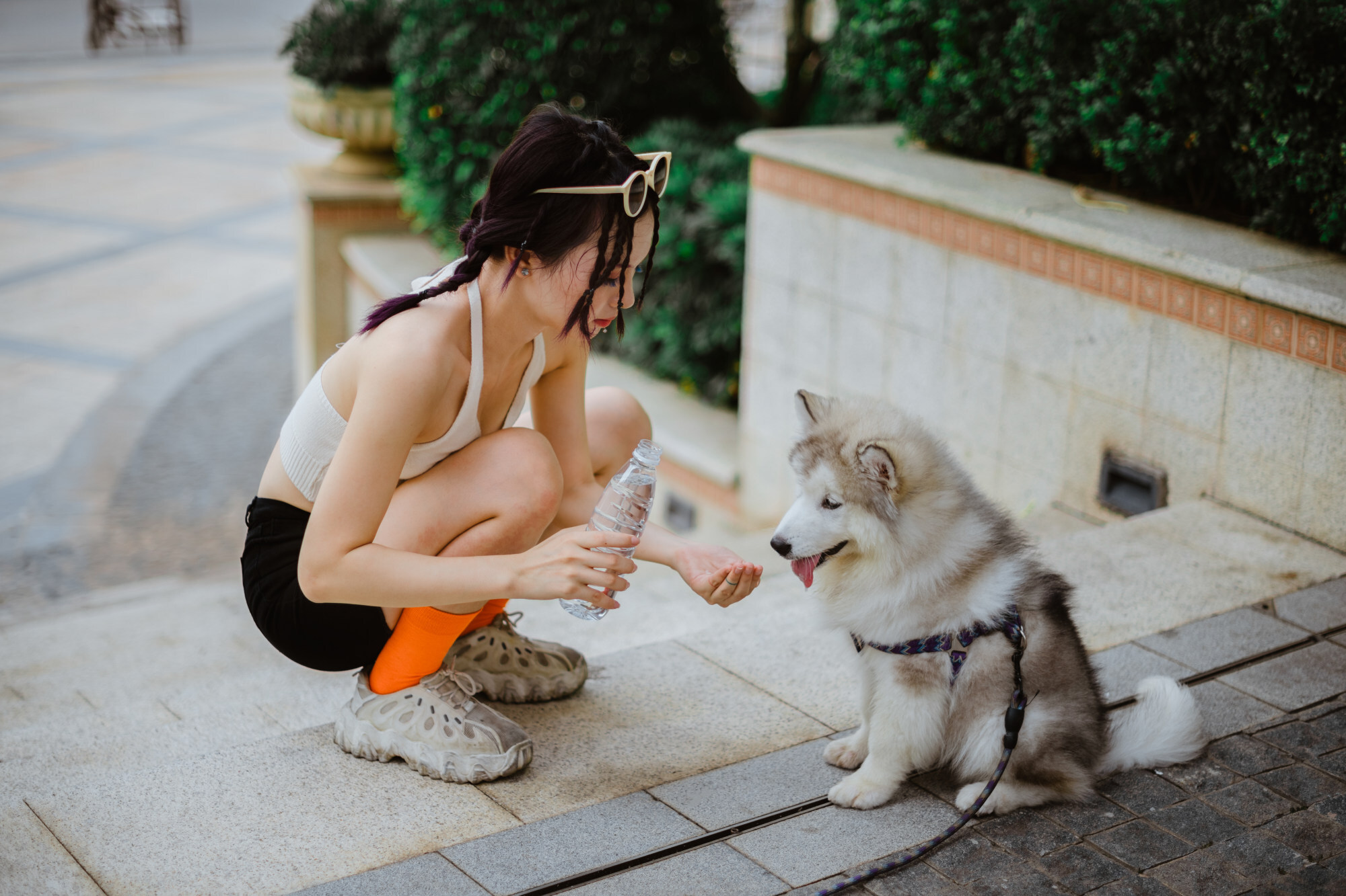 The coronavirus pandemic has seen many people using pet carers while away from home for extended periods. Photo: Getty