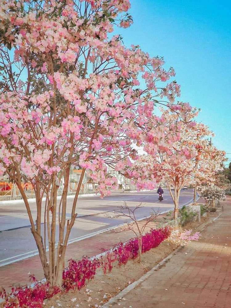 Where To See Cherry Blossoms In Korea Japan The Philippines And Vietnam 14 Spots Across Asia To Add To Your Post Pandemic Travel Bucket List South China Morning Post