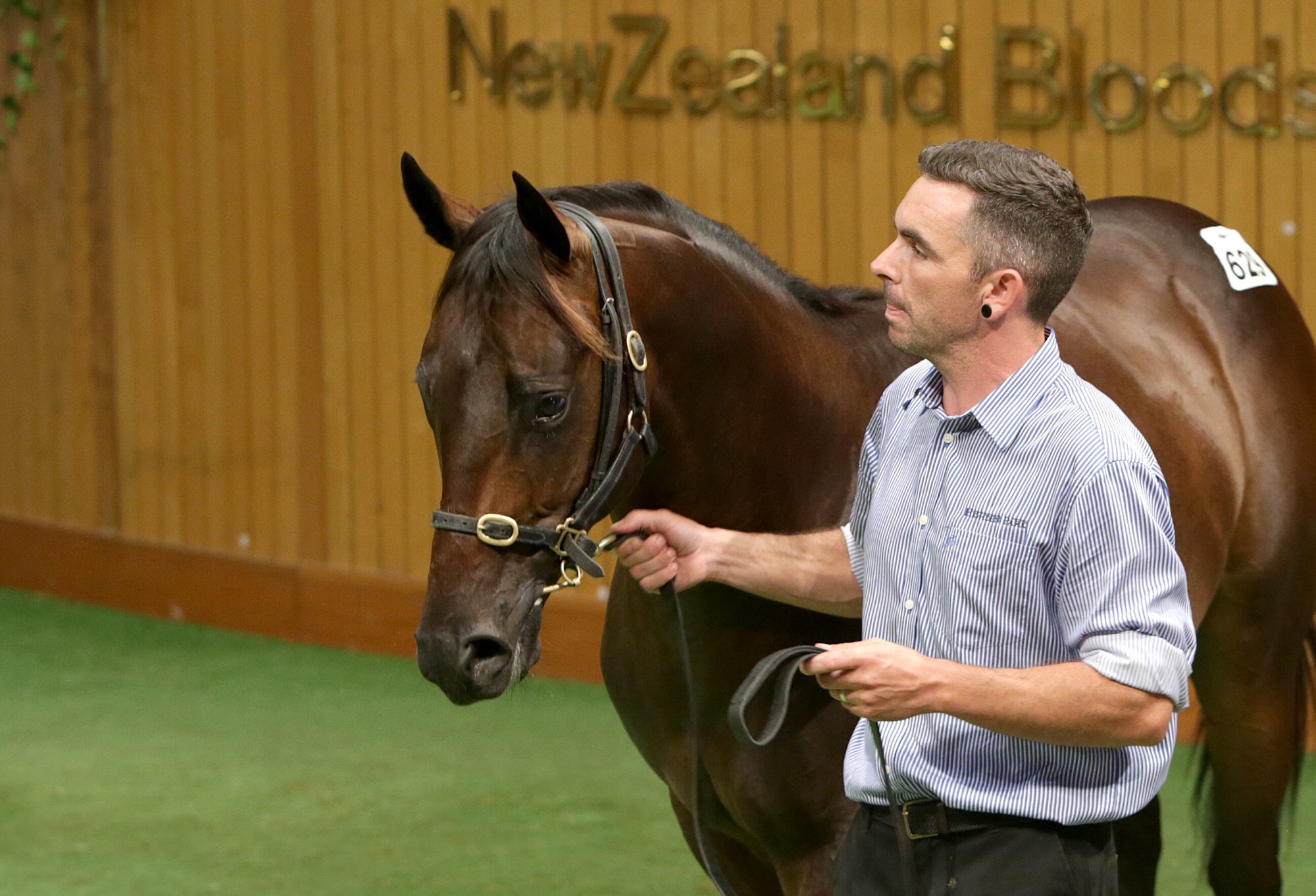 Hong Kong Derby winner Sky Darci with Highden Park’s Sam Bleakley at the 2018 New Zealand Bloodstock Yearling Sales. Photo: Trish Dunnel Hong Kong Derby winner Sky Darci with Highden Park’s Sam Bleakley at the 2018 New Zealand Bloodstock Yearling Sales. Photo: Trish Dunnel