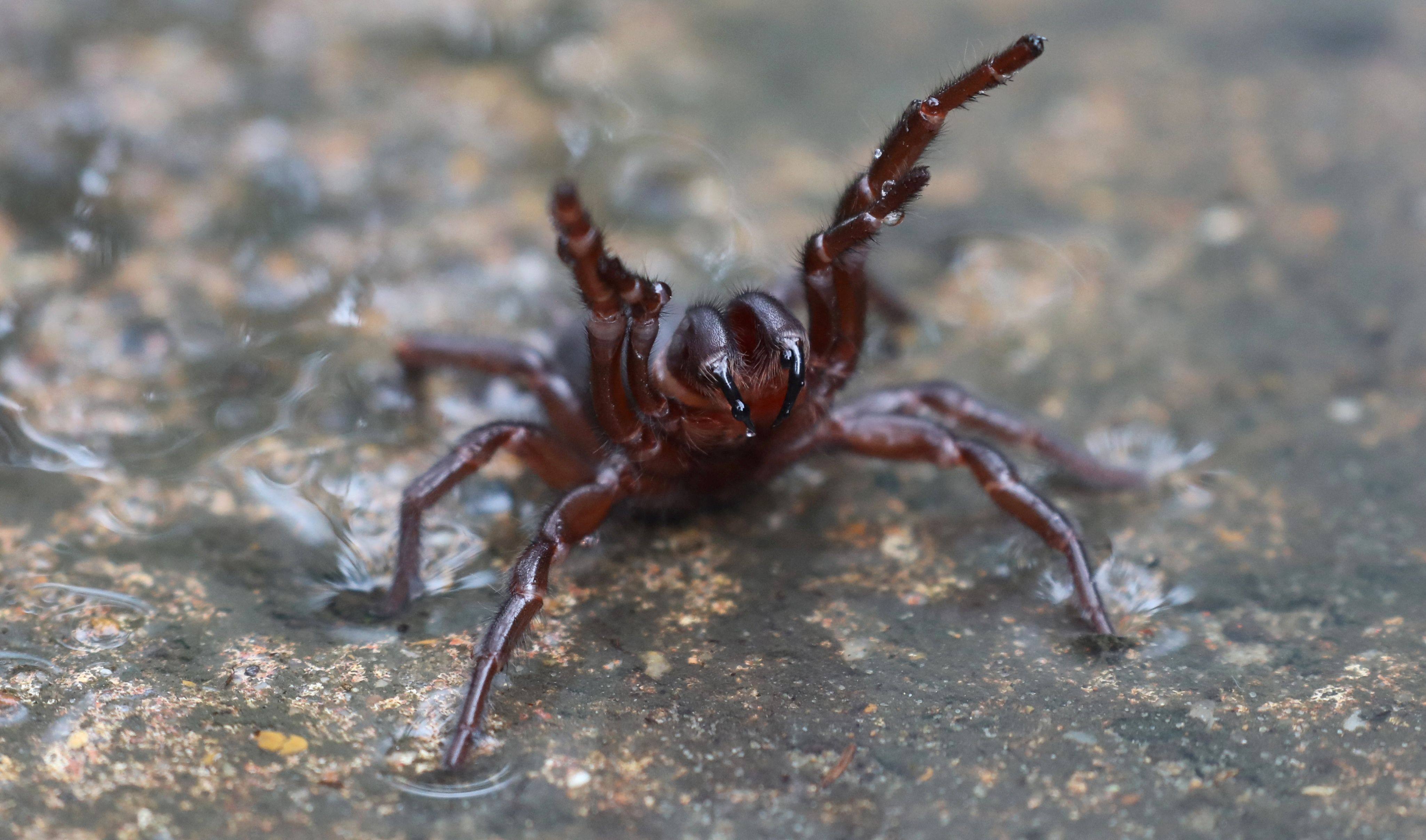 Cobwebs blanket Australian region as spiders flee floods