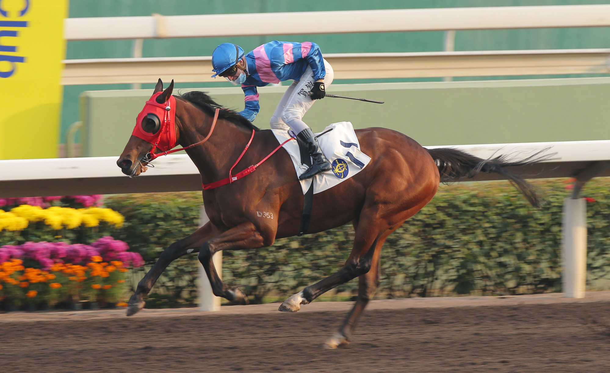 Hongkong Great coasts to victory at Sha Tin in January. Hongkong Great coasts to victory at Sha Tin in January.