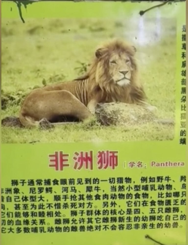 Lion sign