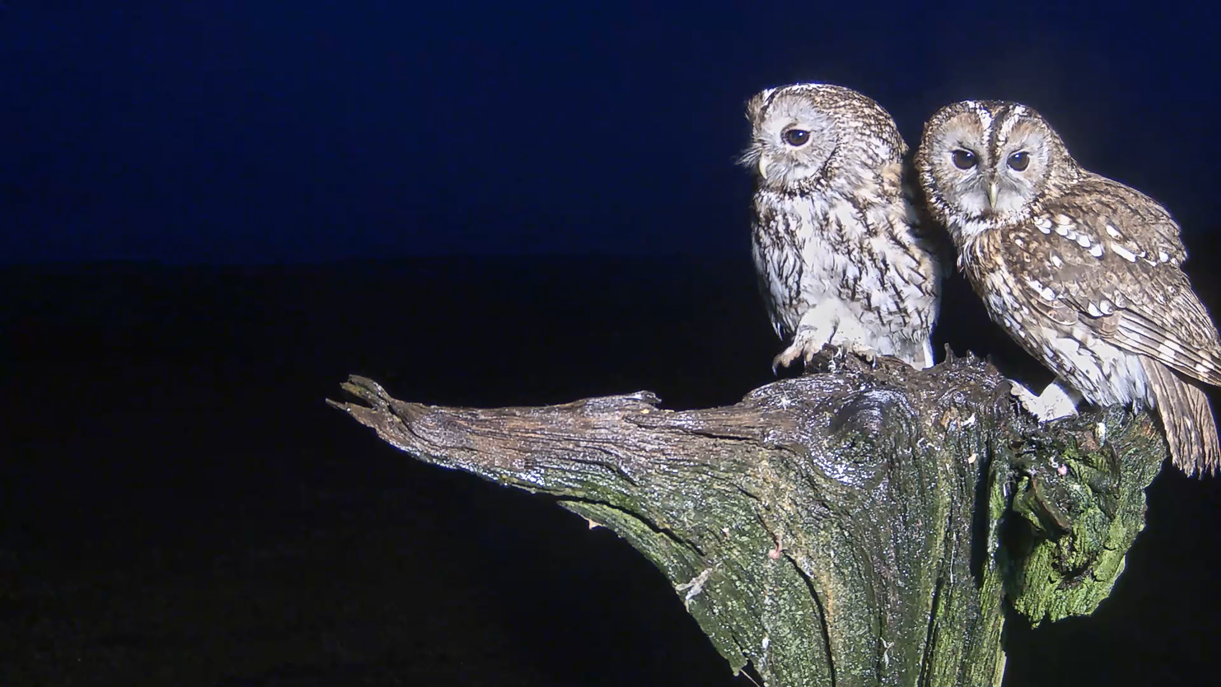 Tawny owls Luna and Bomber. Photo: courtesy of Robert Fuller