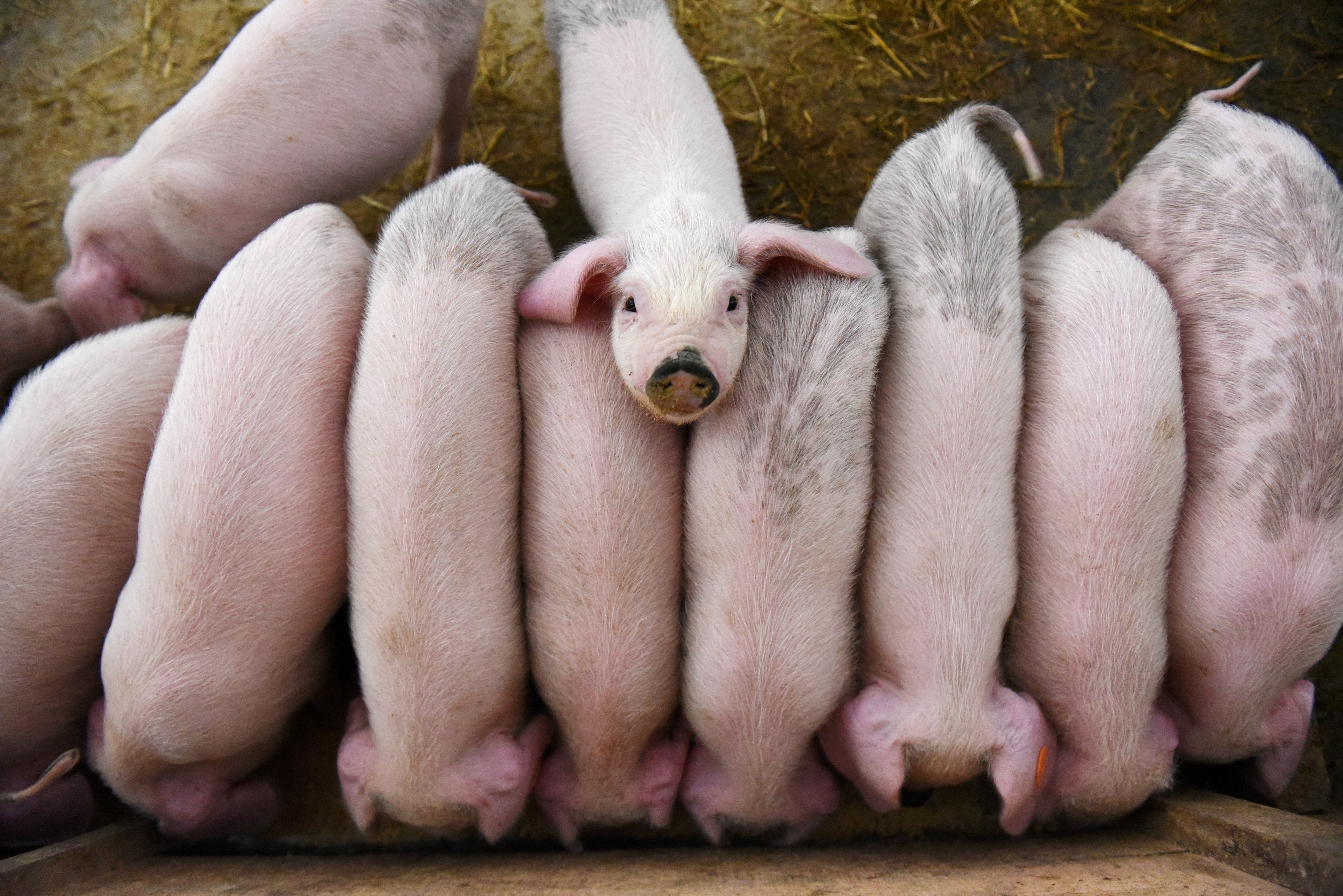 The wholesale price of pork, a staple food among Chinese households, has fallen for nine straight weeks. Photo: Reuters