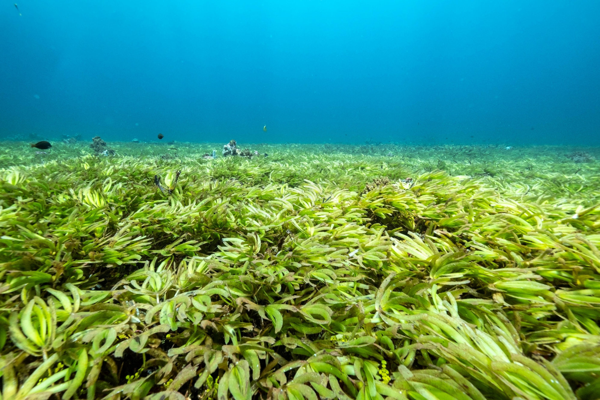 A seagrass meadow in the Indian Ocean, one of the biggest carbon sinks in the high seas. Photo: Reuters