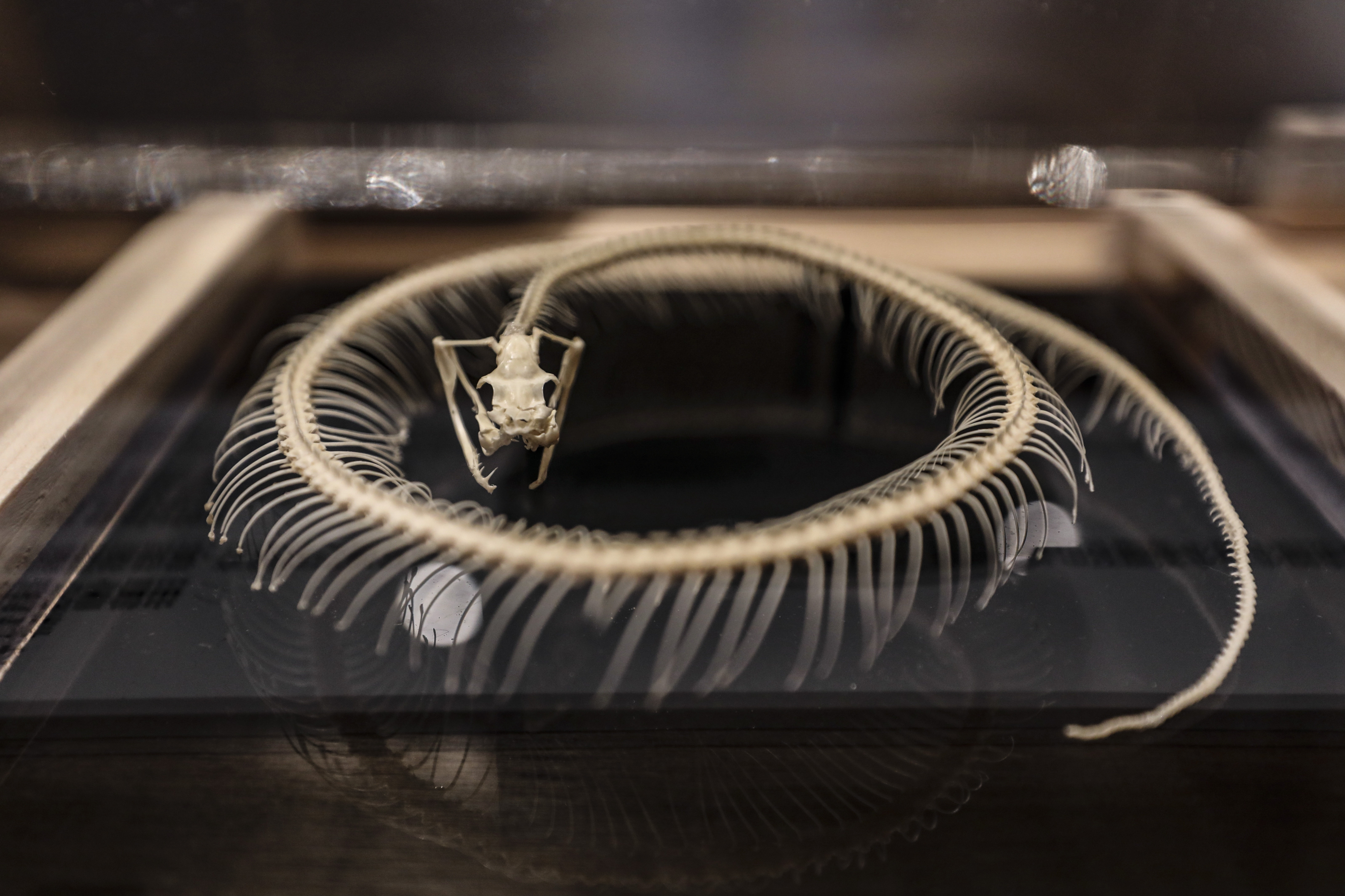 A snake skeleton on display as part of the “Ecology in the Making (1816-present)” exhibition at the Hong Kong Science Museum, in Tsim Sha Tsui. Photo: SCMP/ Xiaomei Chen