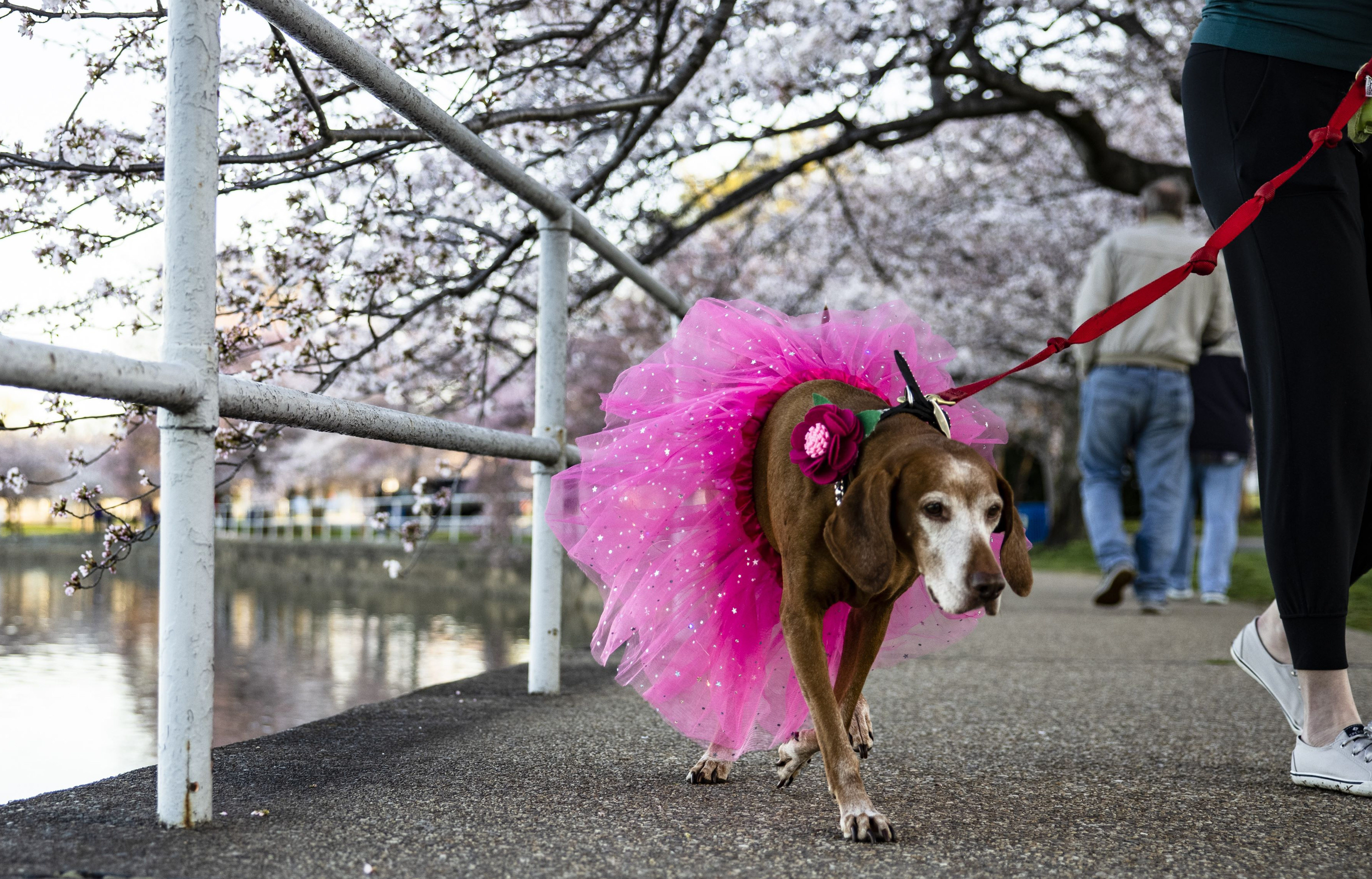 is it illegal to walk your dog off leash