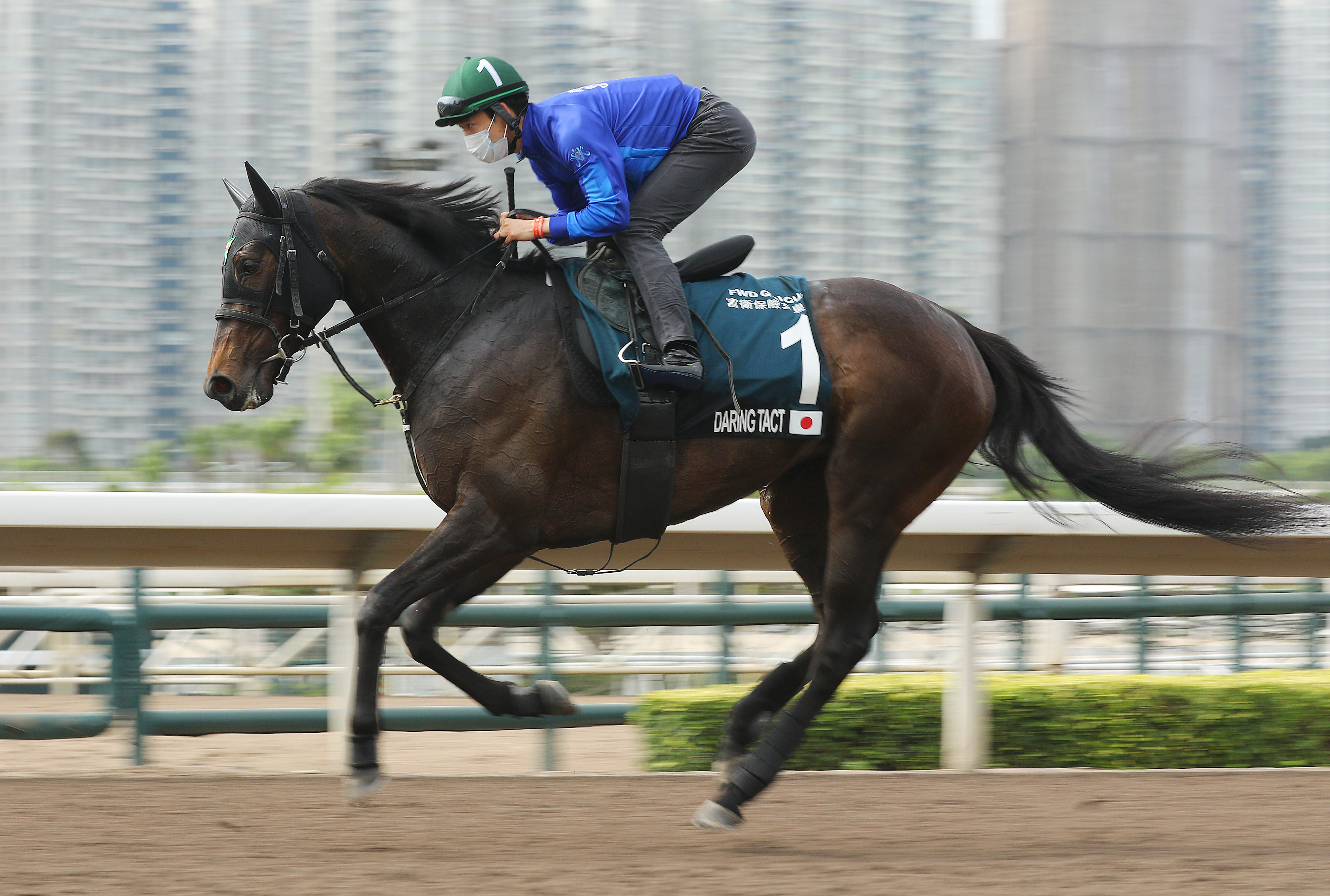 Daring Tact works on the Sha Tin all-weather surface on Sunday morning. Photos: Kenneth Chan
