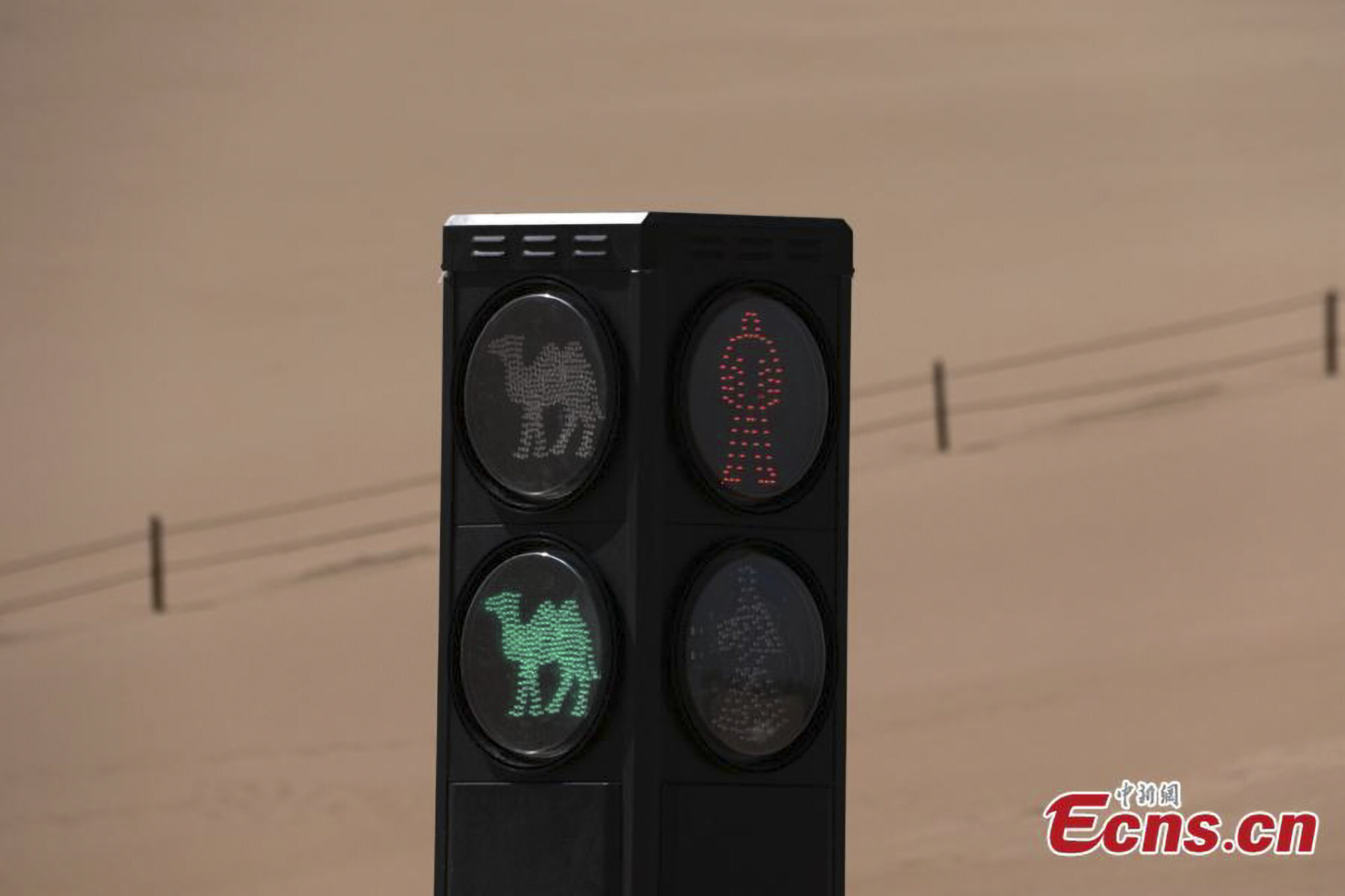 A traffic signal for camels near Dunhuang City, Gansu province. Photo: China News Service