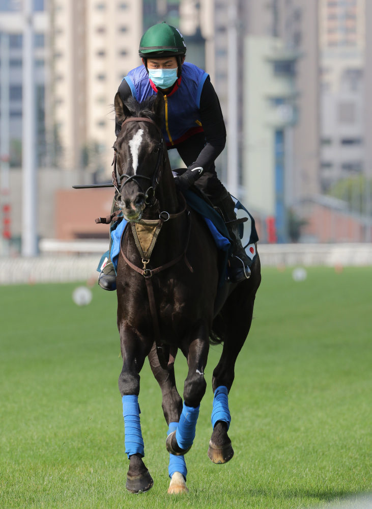 Glory Vase works on the turf at Sha Tin on Wednesday morning.