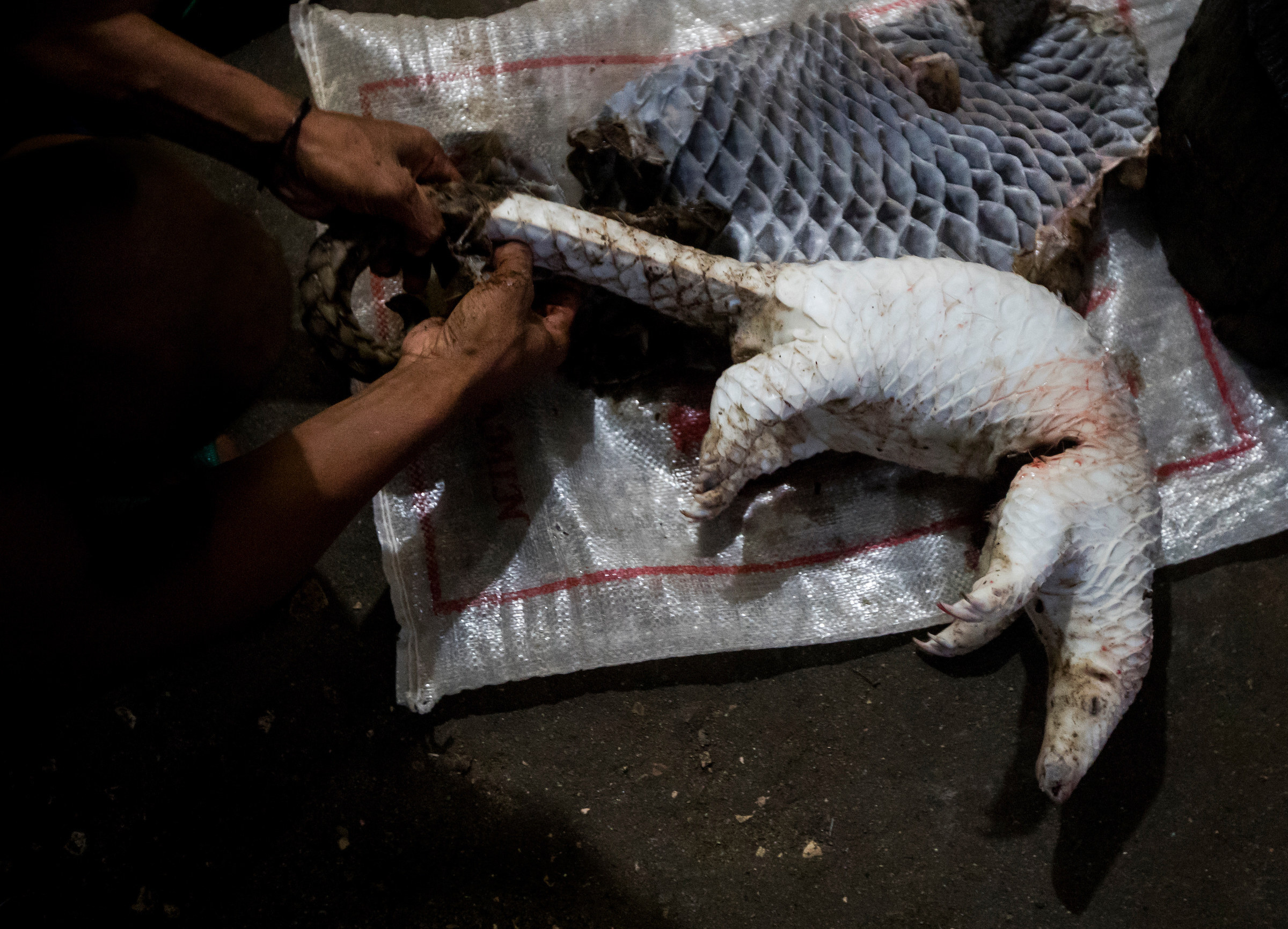 A dead pangolin. Thousands of carcasses like this are illegally trafficked to Hong Kong every year. Photo: Paul Hilton/Earth Tree Images