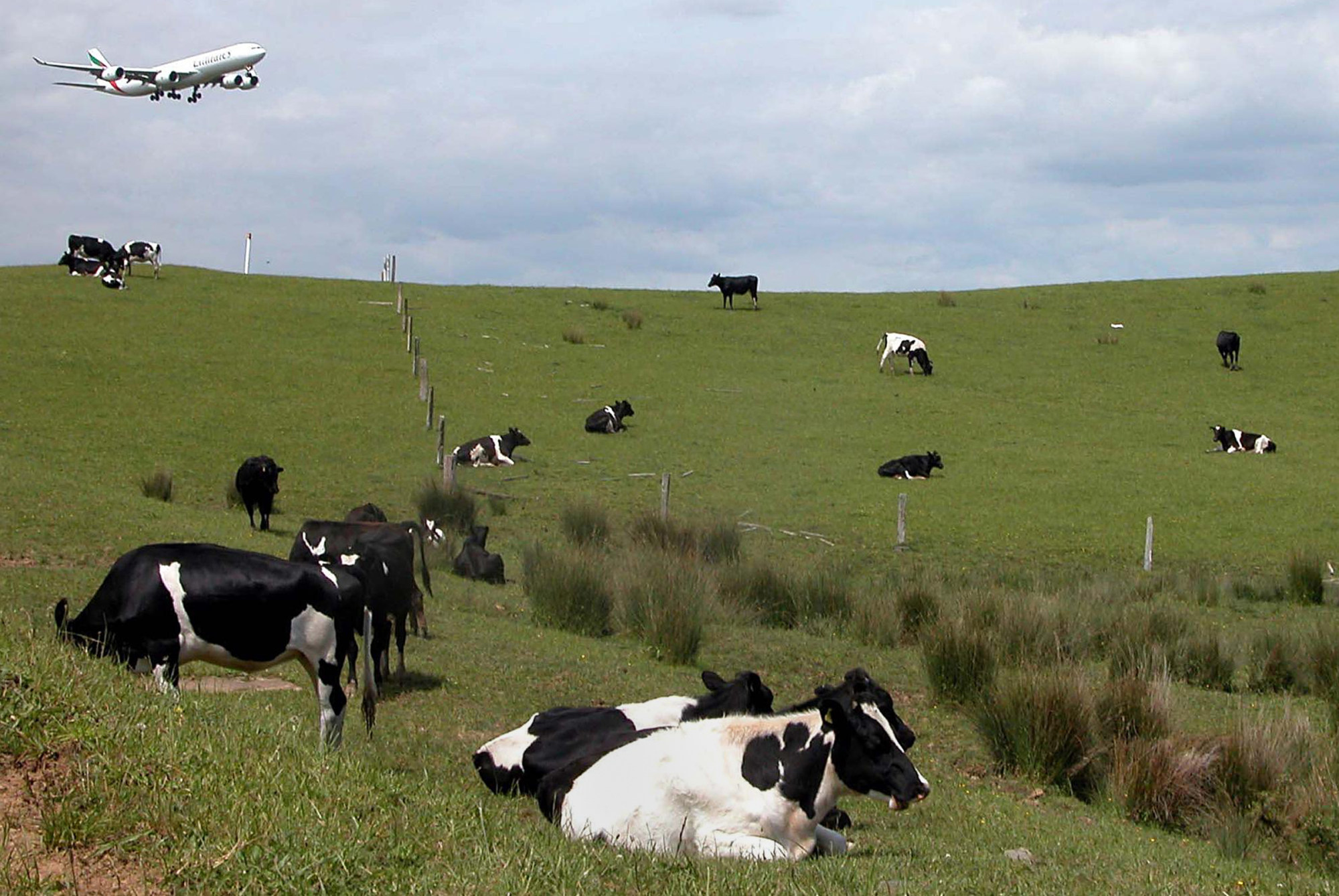 Cows and other ruminants use microbes in their stomachs to break down tough fibres that humans cannot digest. File photo: AFP