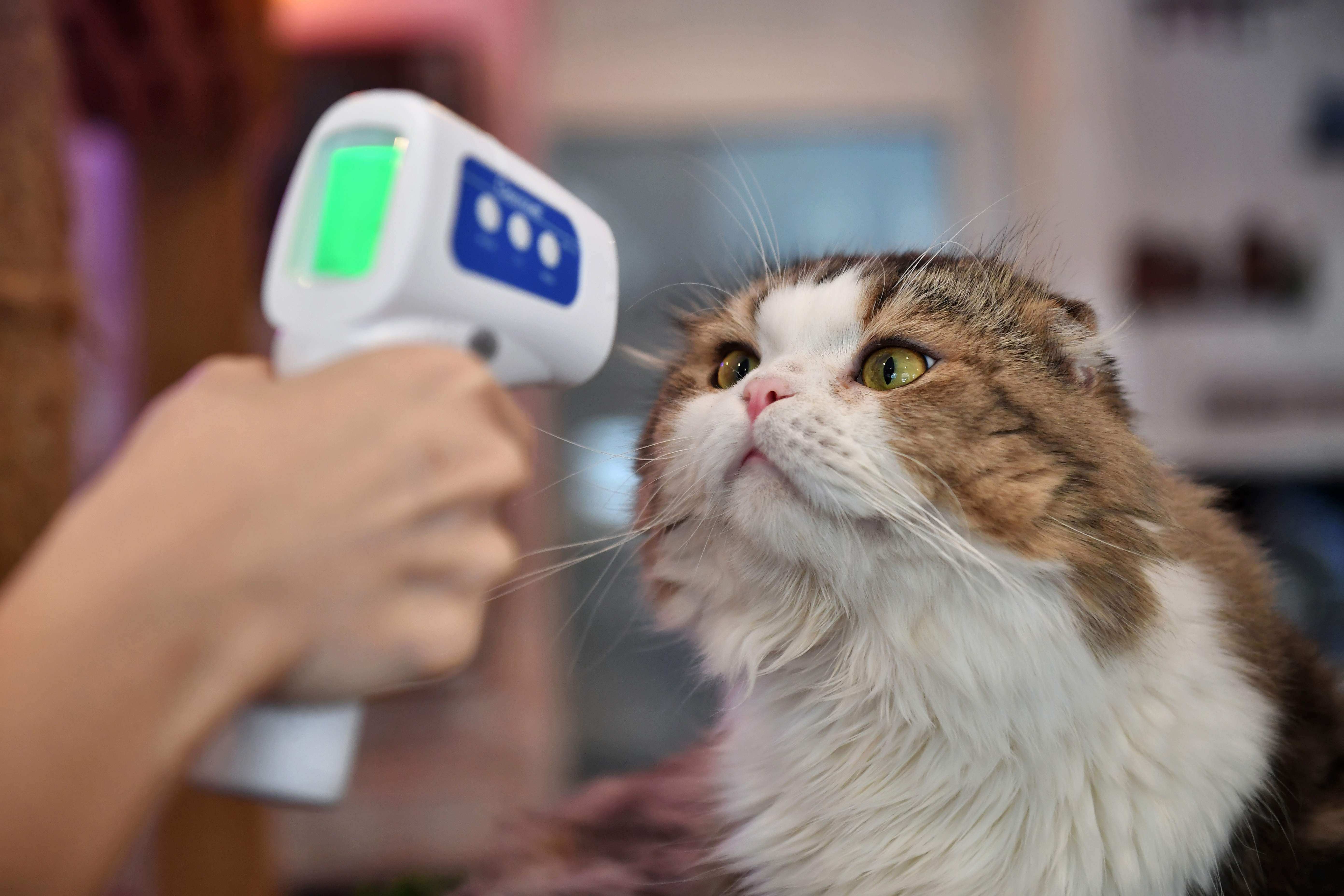 First Humans Now Pets Cats In Infected Or Self Isolating Homes Told To Stay Indoors
