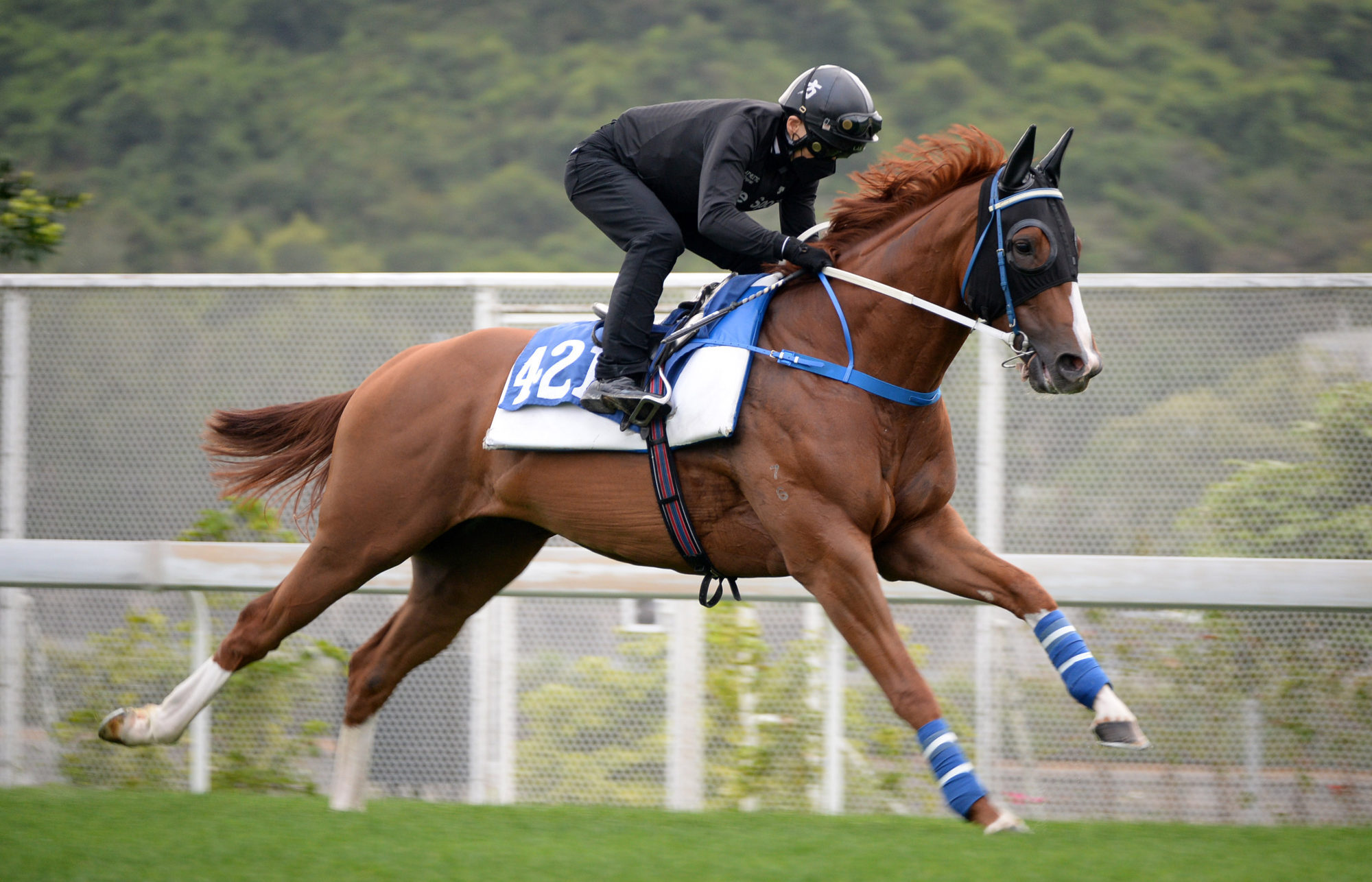 Brilliant Fortune works down the back straight at Sha Tin. 