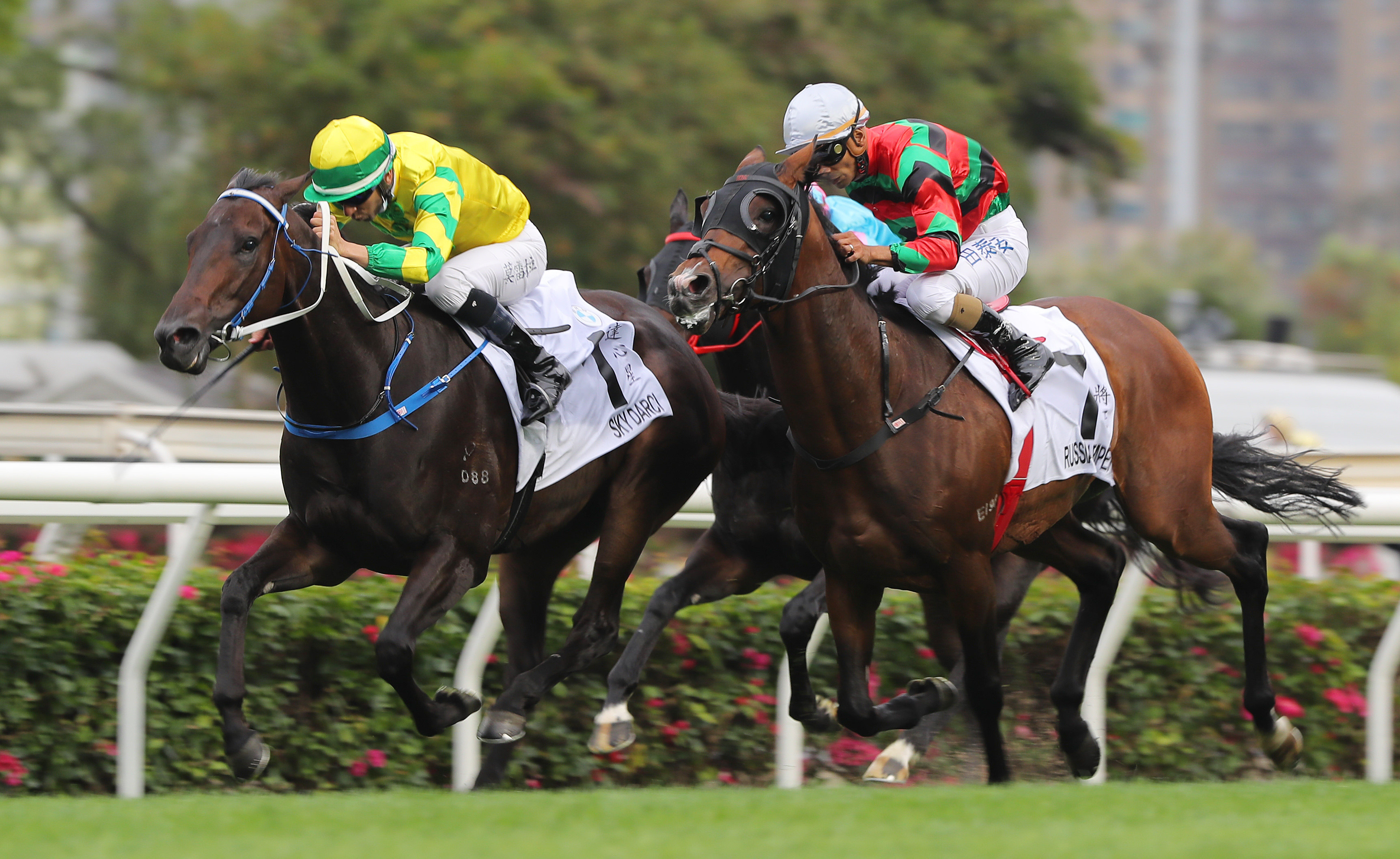 Russian Emperor (outside) is just beaten by Sky Darci in the Hong Kong Derby in March. Photos: Kenneth Chan 