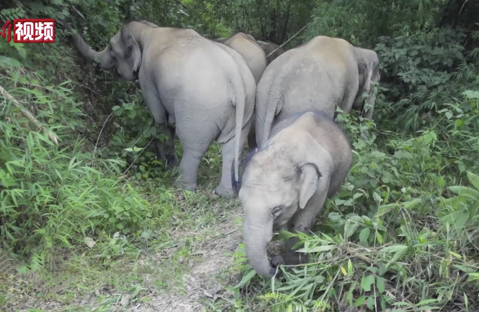 The elephant herd on the move in Xishuangbannan. Photo: China News