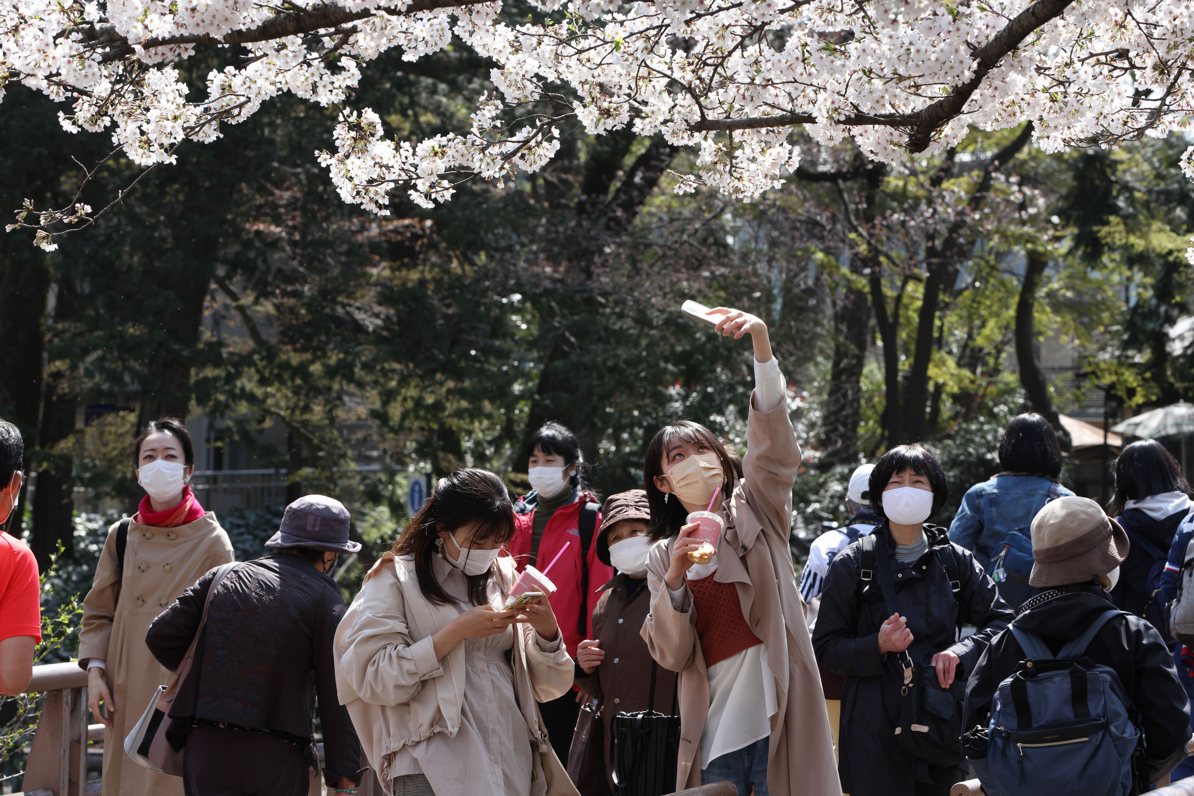 A woman takes a photo of cherry blossoms inside Inokashira Park, in western Tokyo, Japan, on March 26. Experts predict Asia-Pacific destinations will play a big part in travel for Chinese and East Asian tourists immediately after Covid-19. Photo: Getty Images